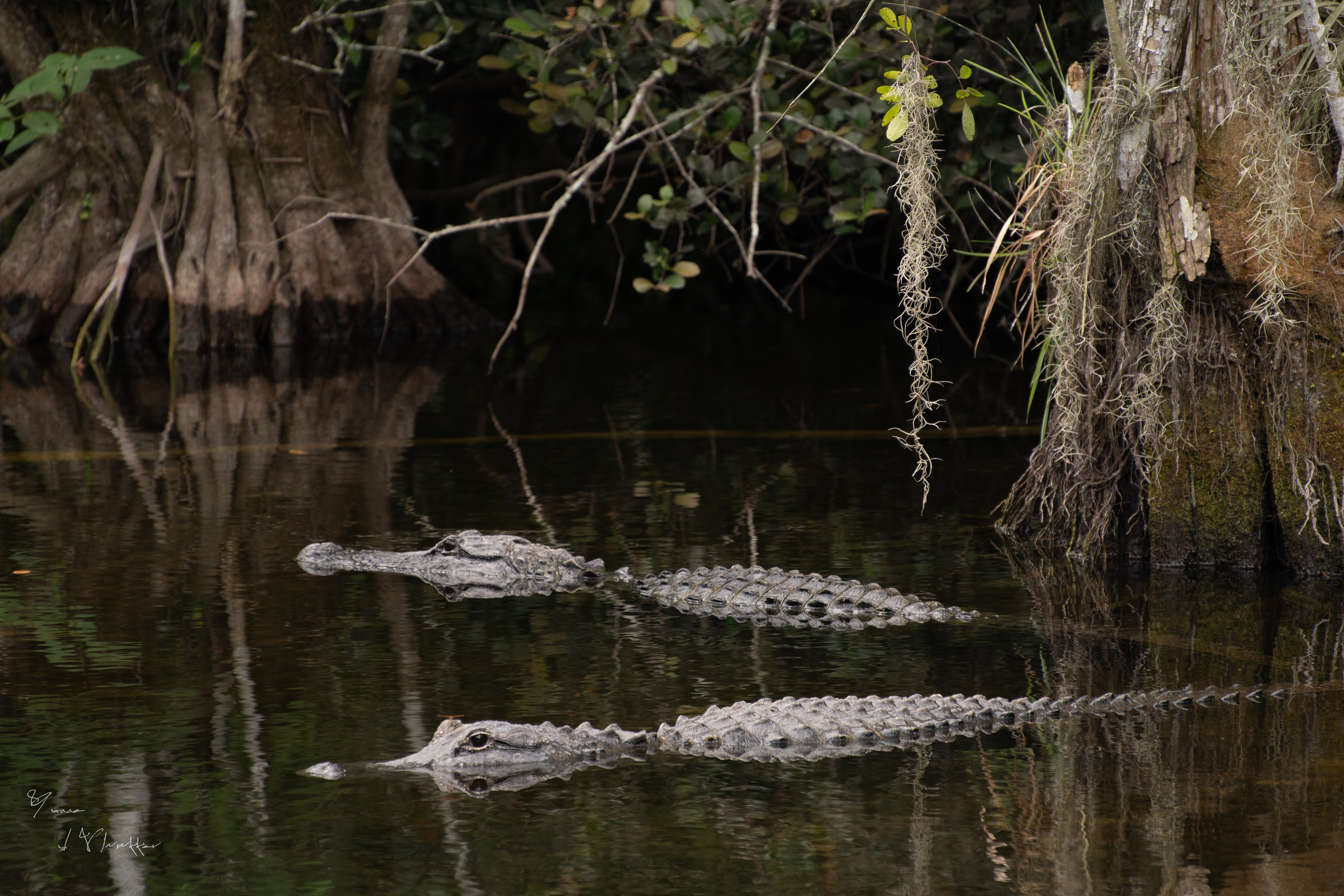 alligators