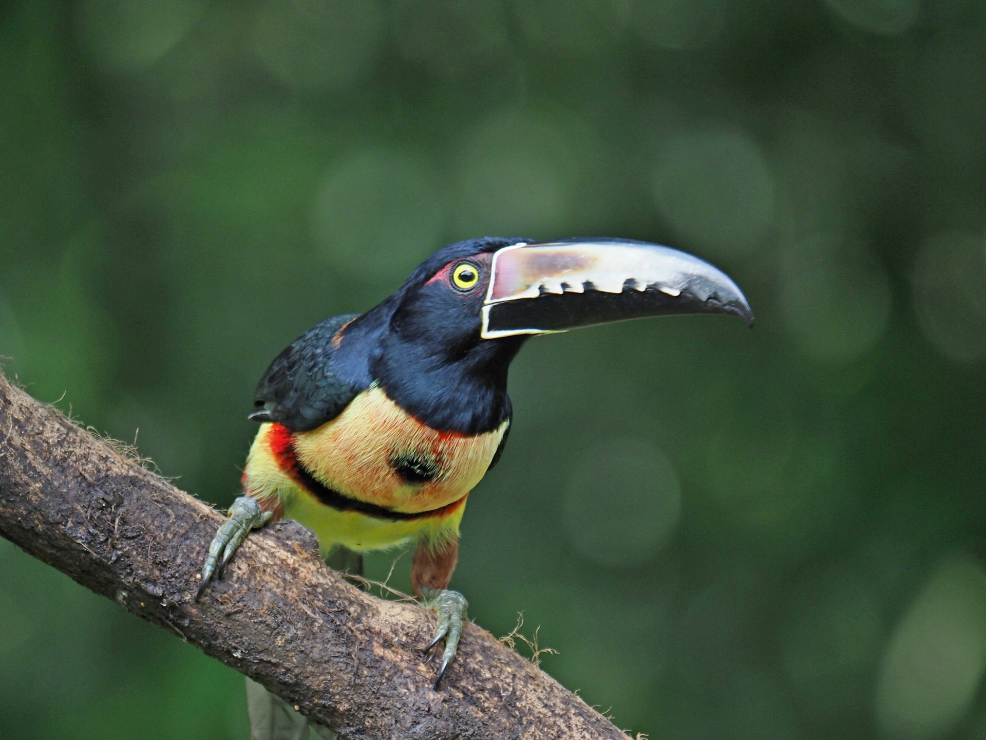Collared Aracari-Toekan