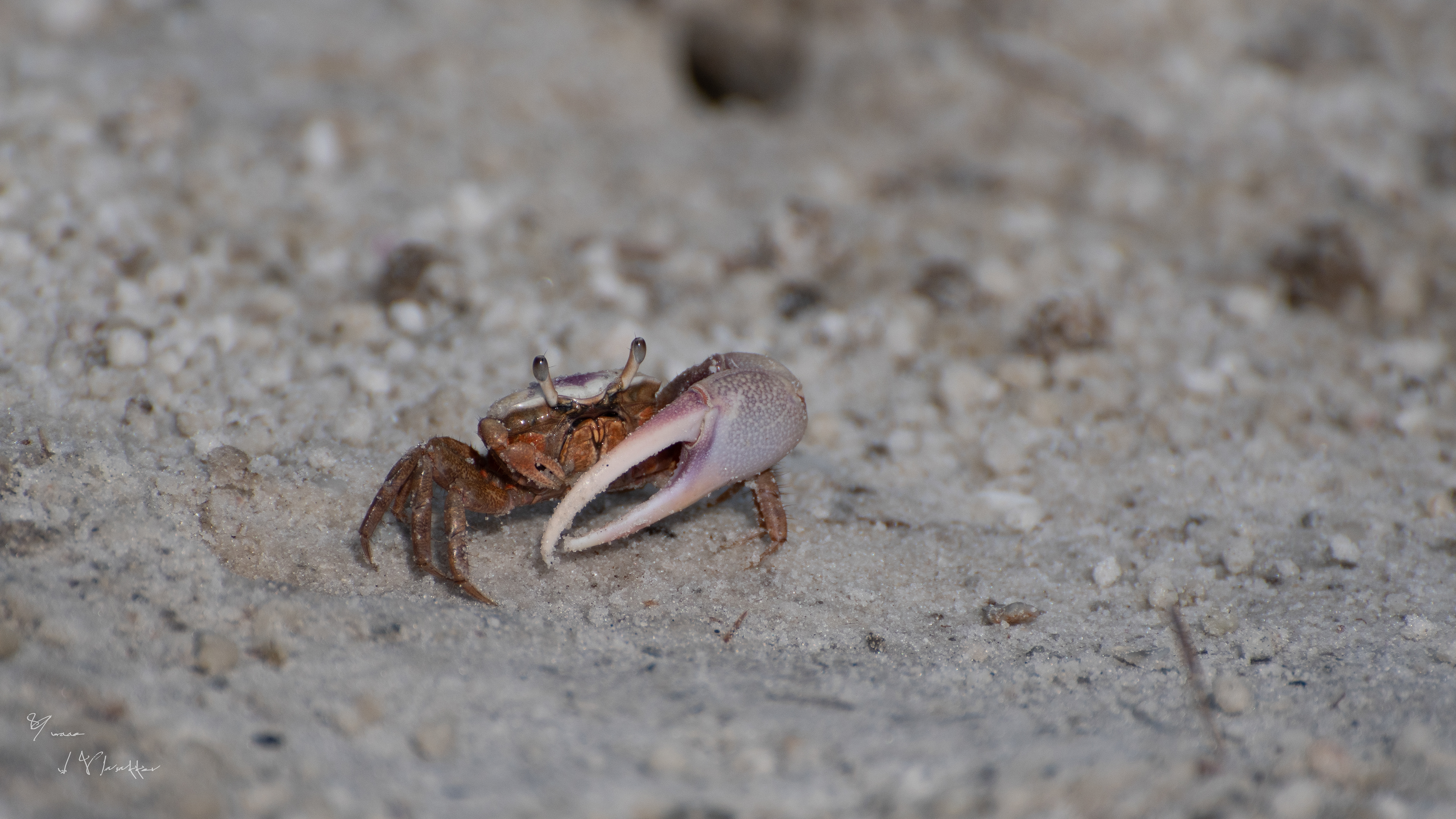 krab