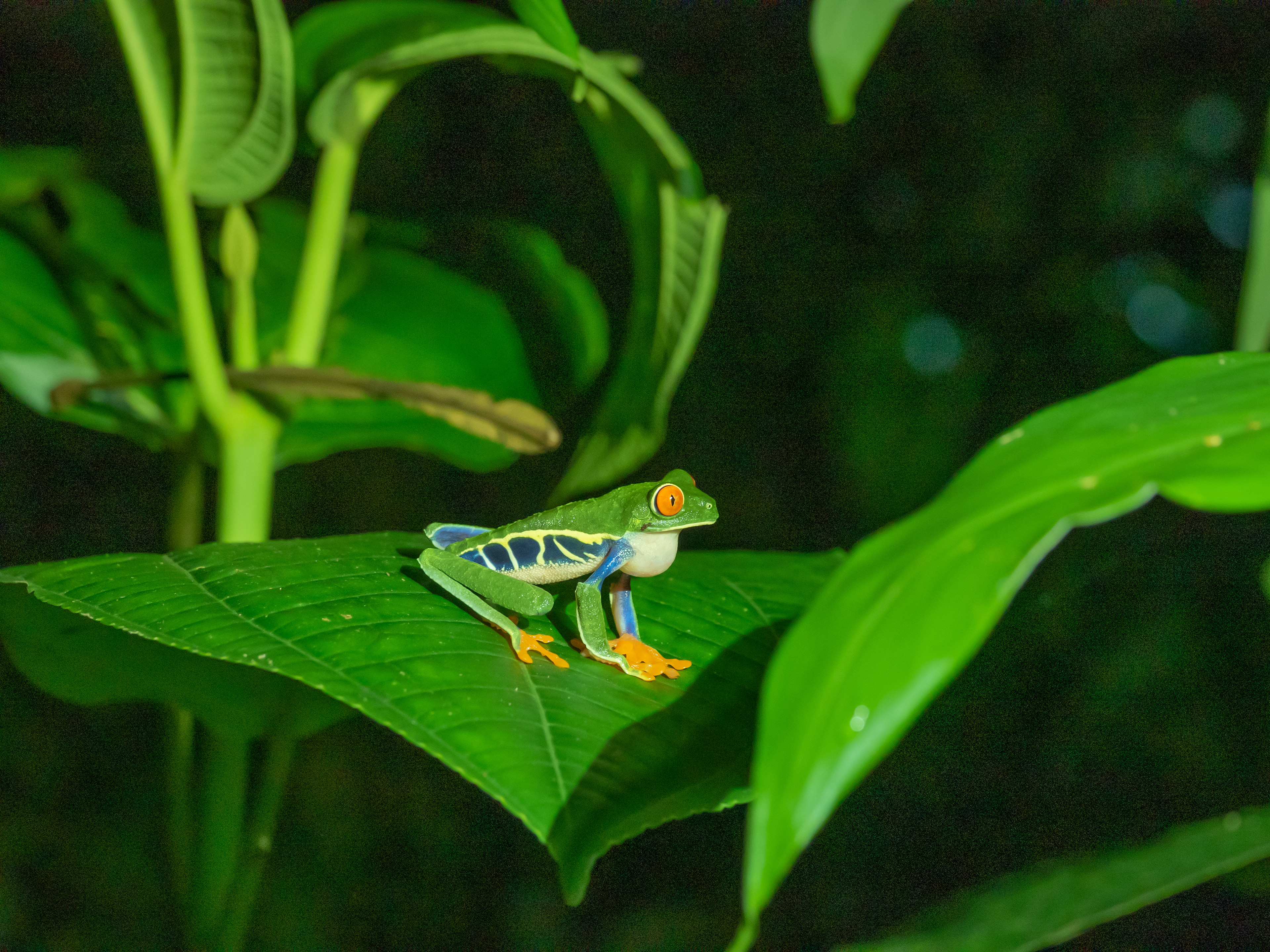 Red-eyed tree frog