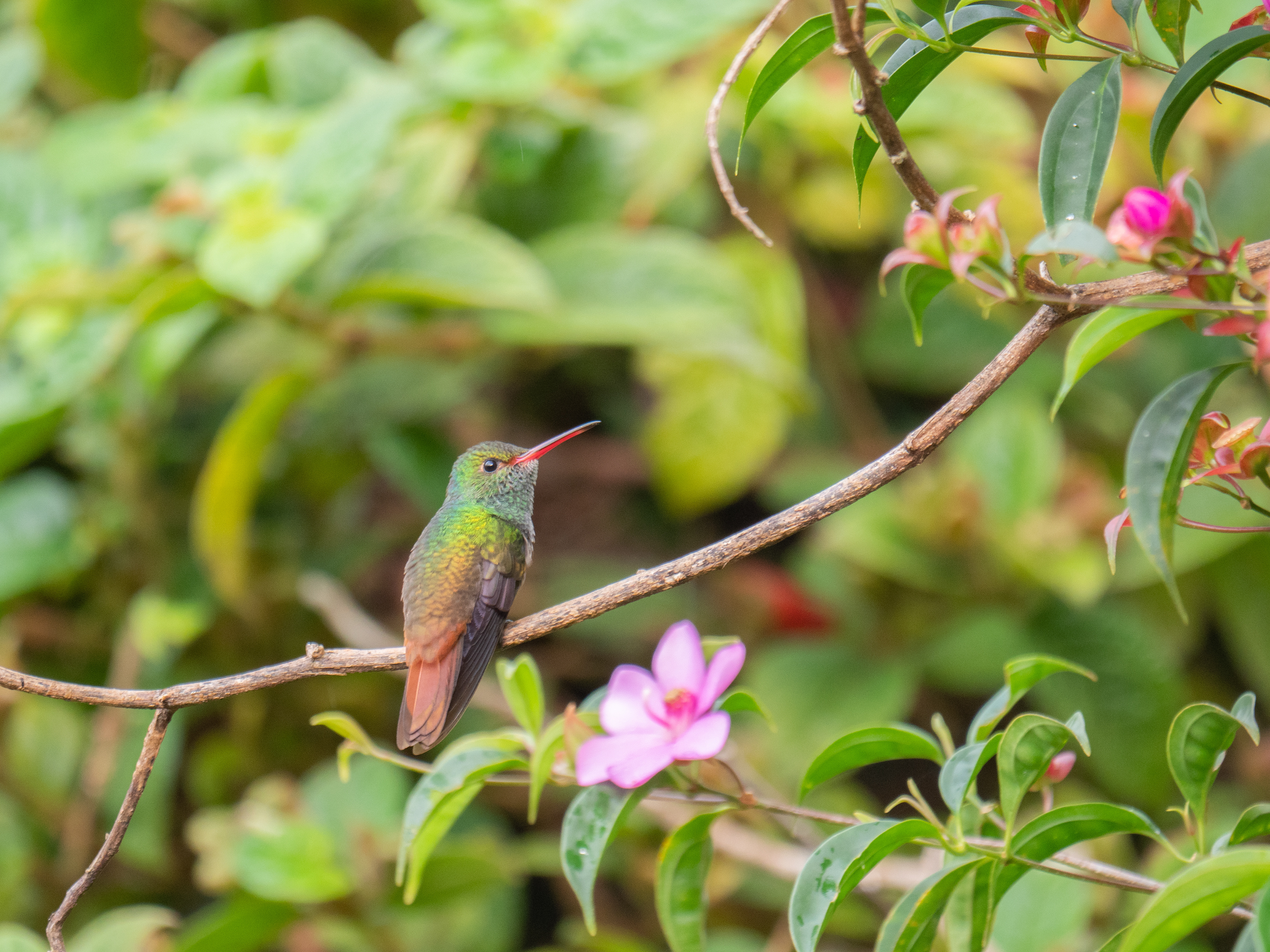 Hummingbird (Kolibri)