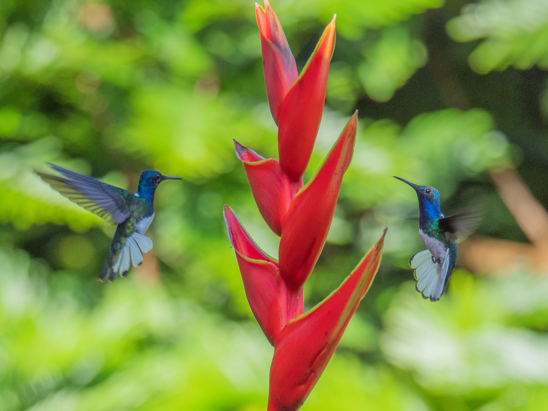 kolibri's om Heliconia