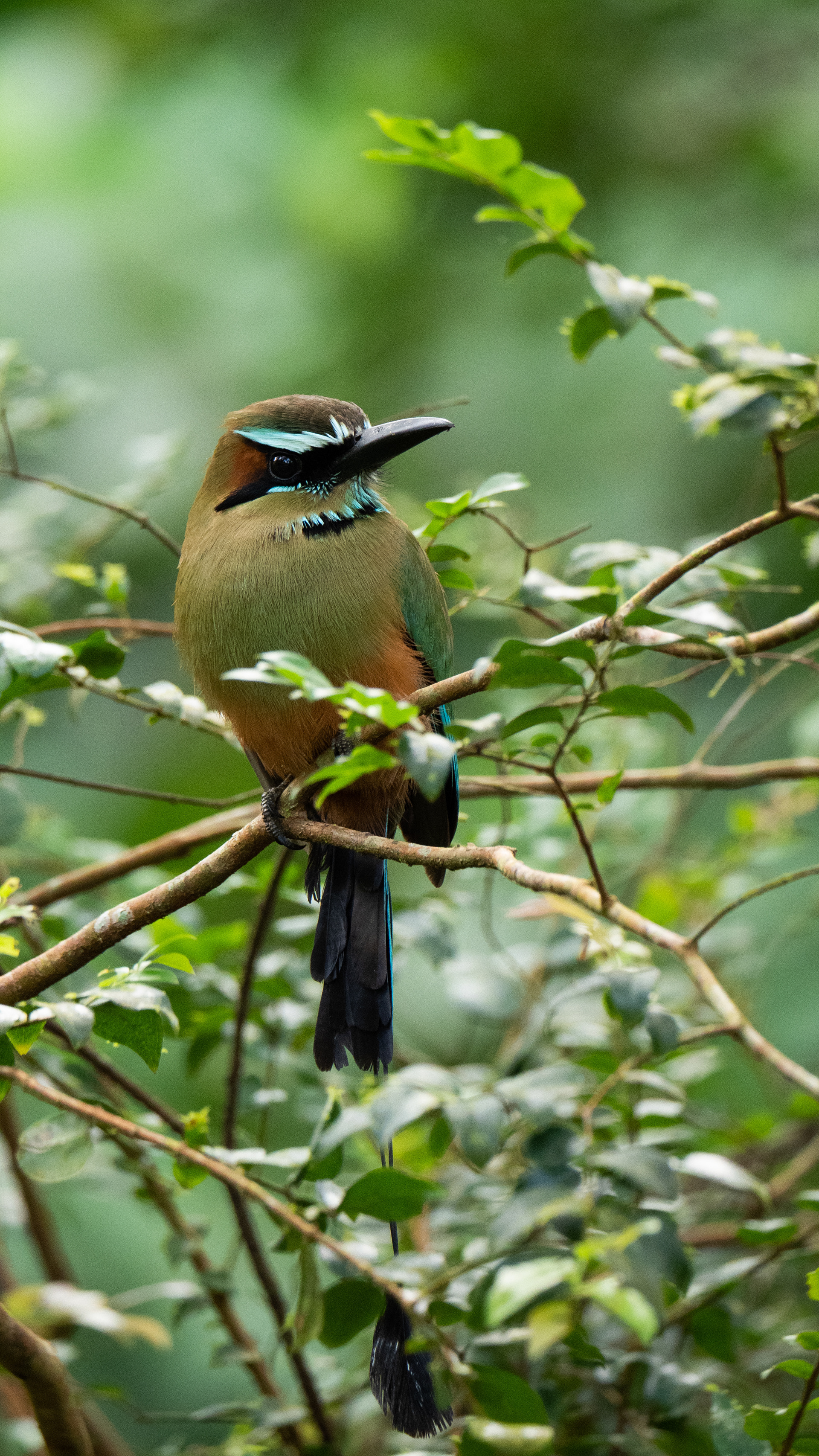 Turquoise browed Motmot