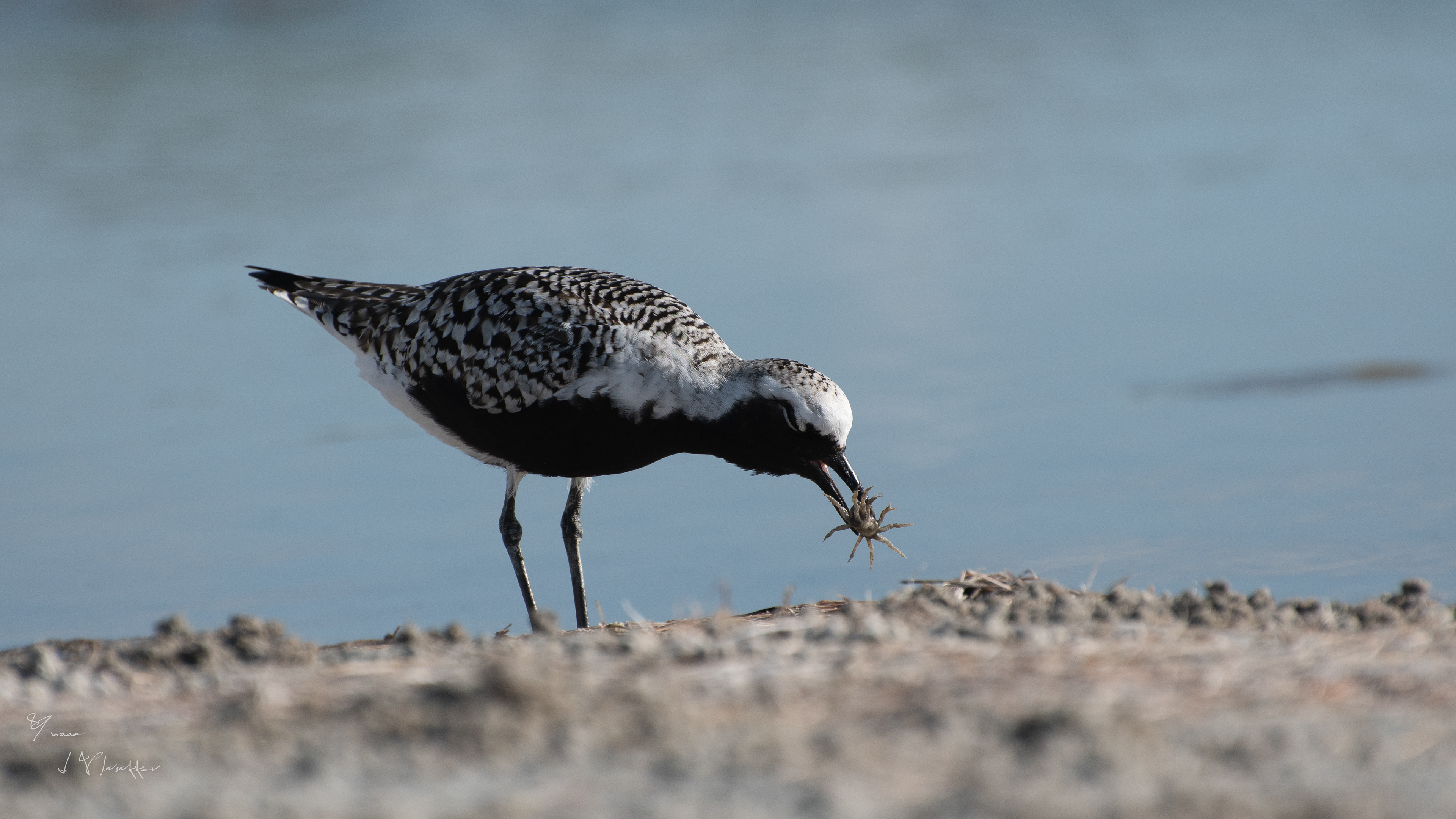 strandloper met vangst