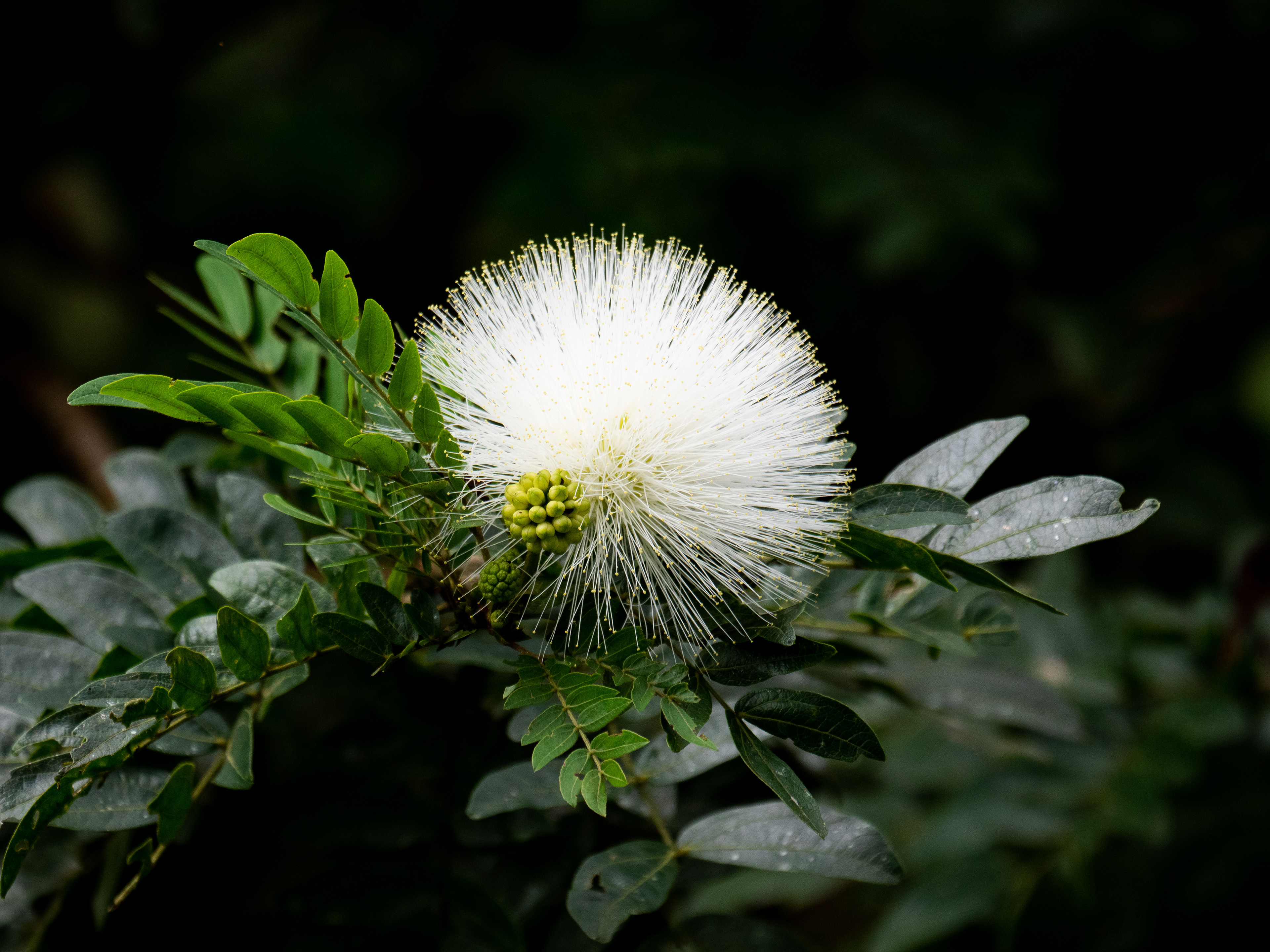 Prairie acacia of witte mimosa