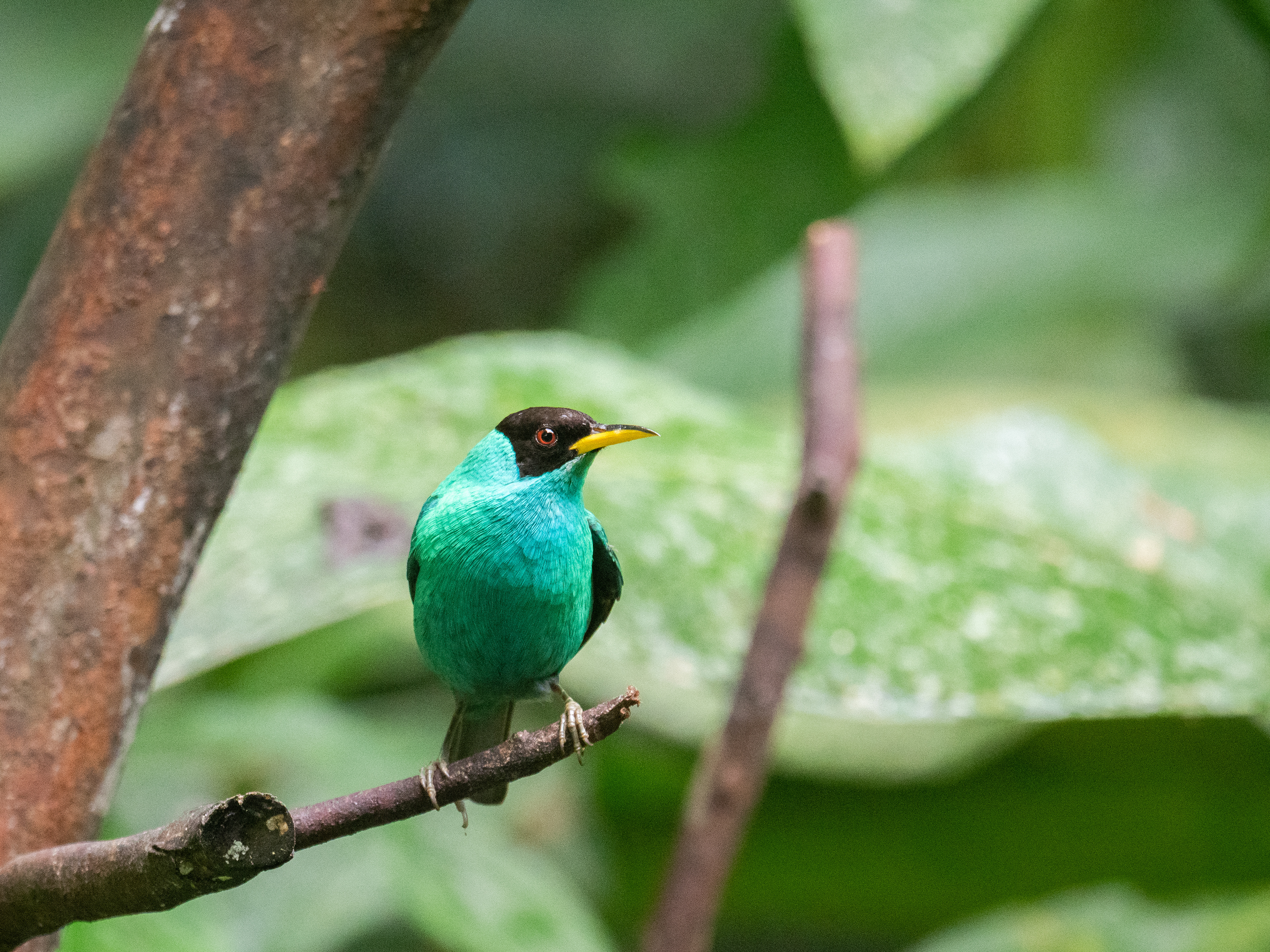 Honeycreeper