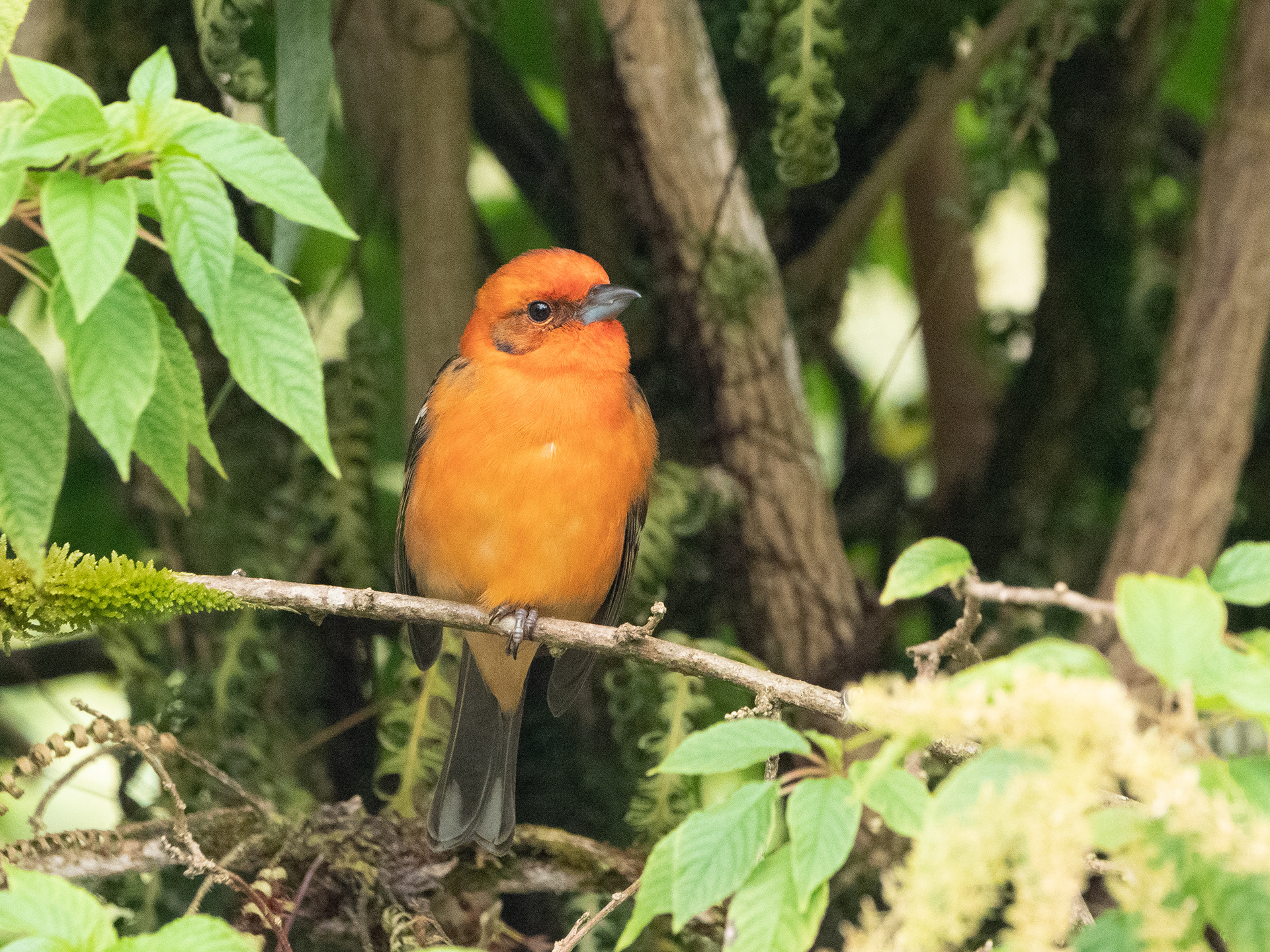 Tanager