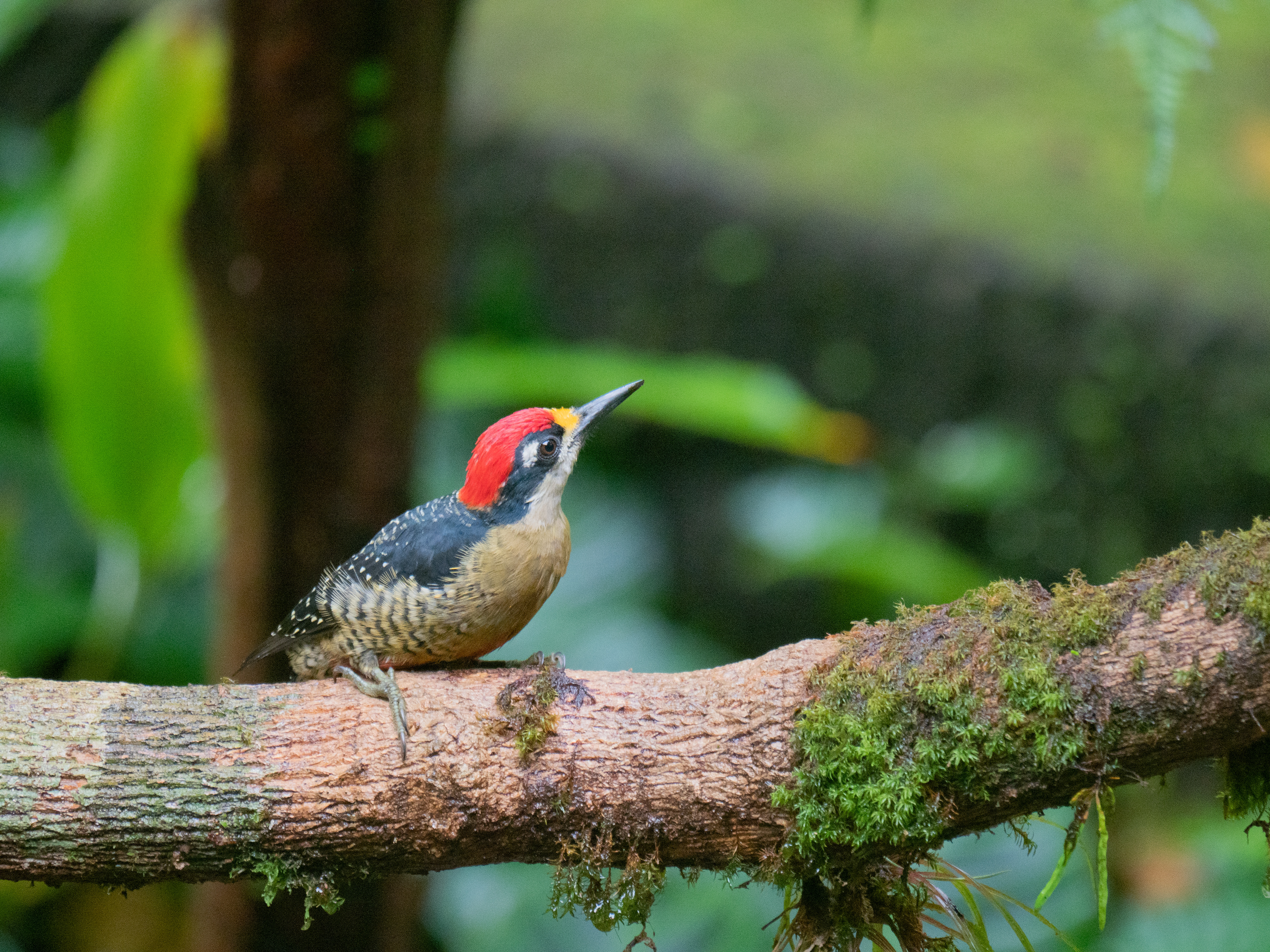 Tropische bonte specht
