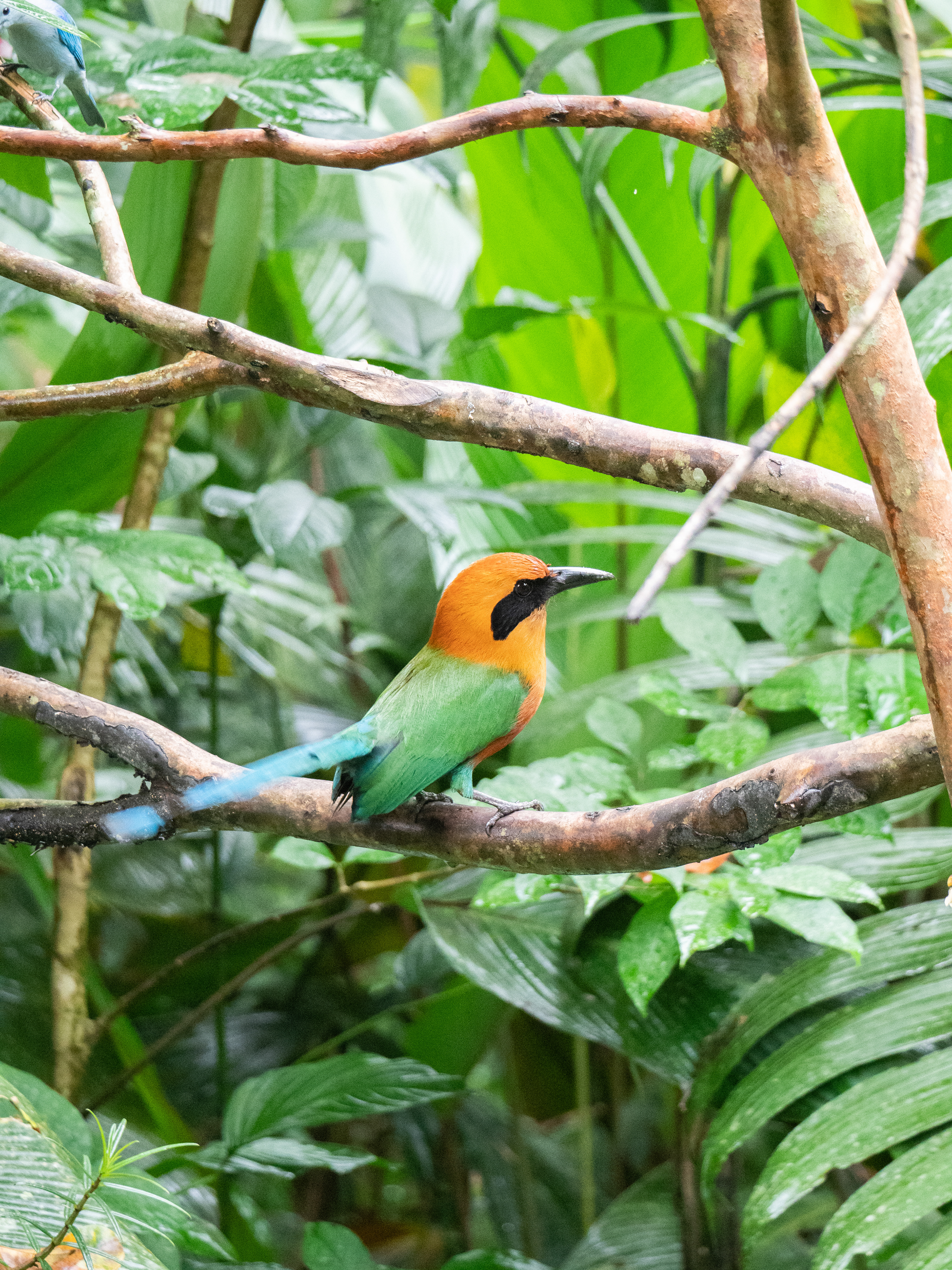 Rufous Motmot