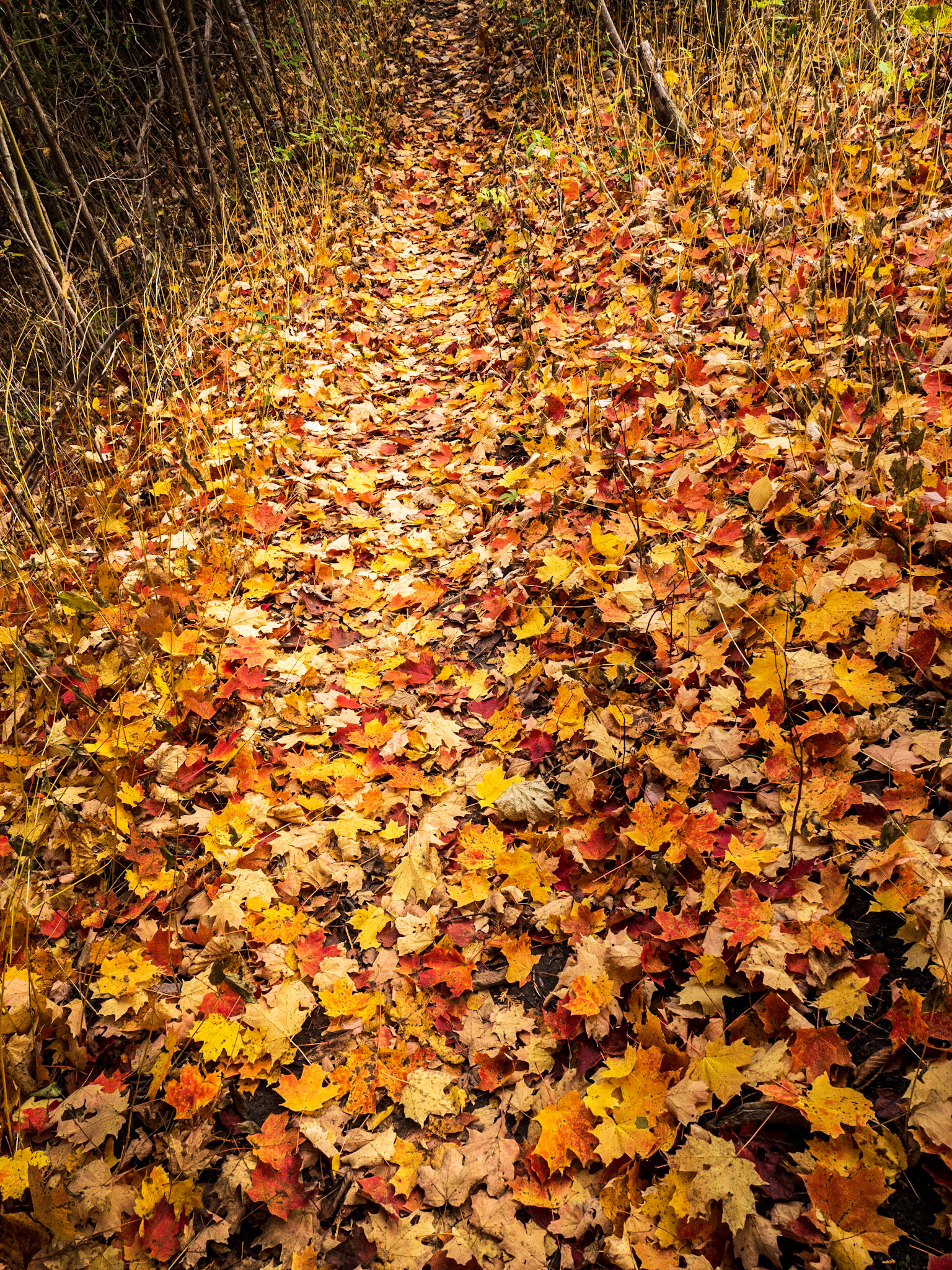 The Autumn Trail