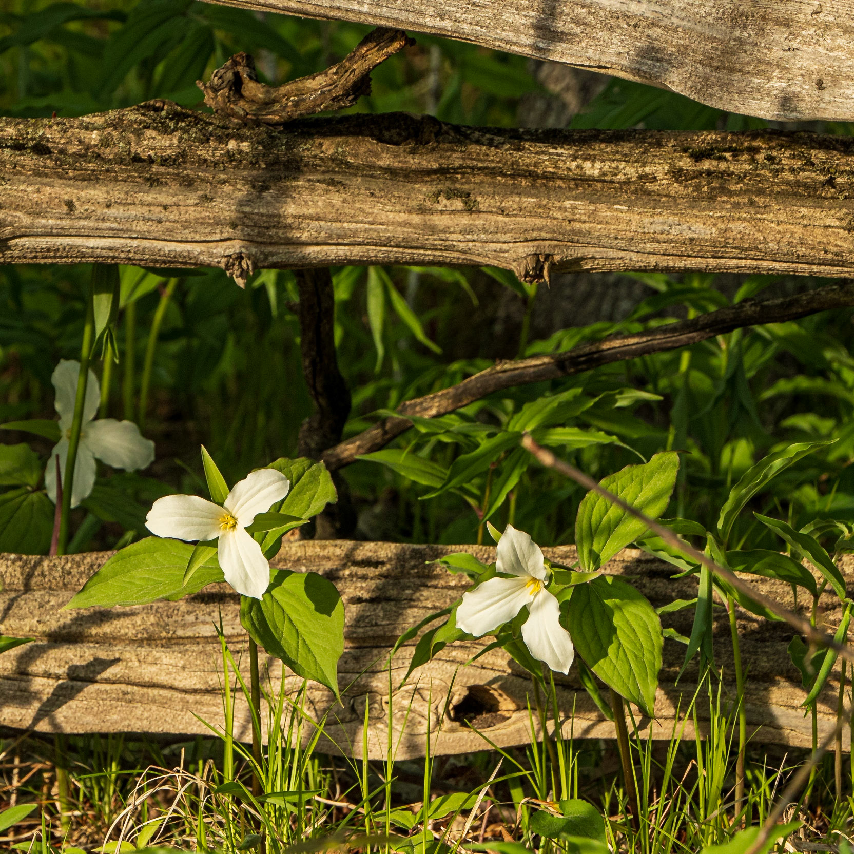 Fenceline Trilliums
