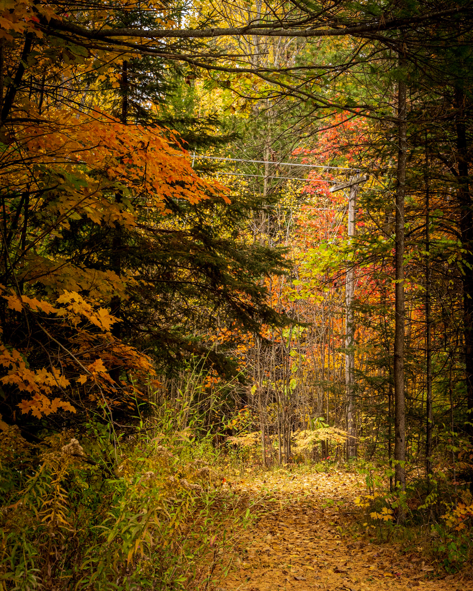 Mysterious Trail