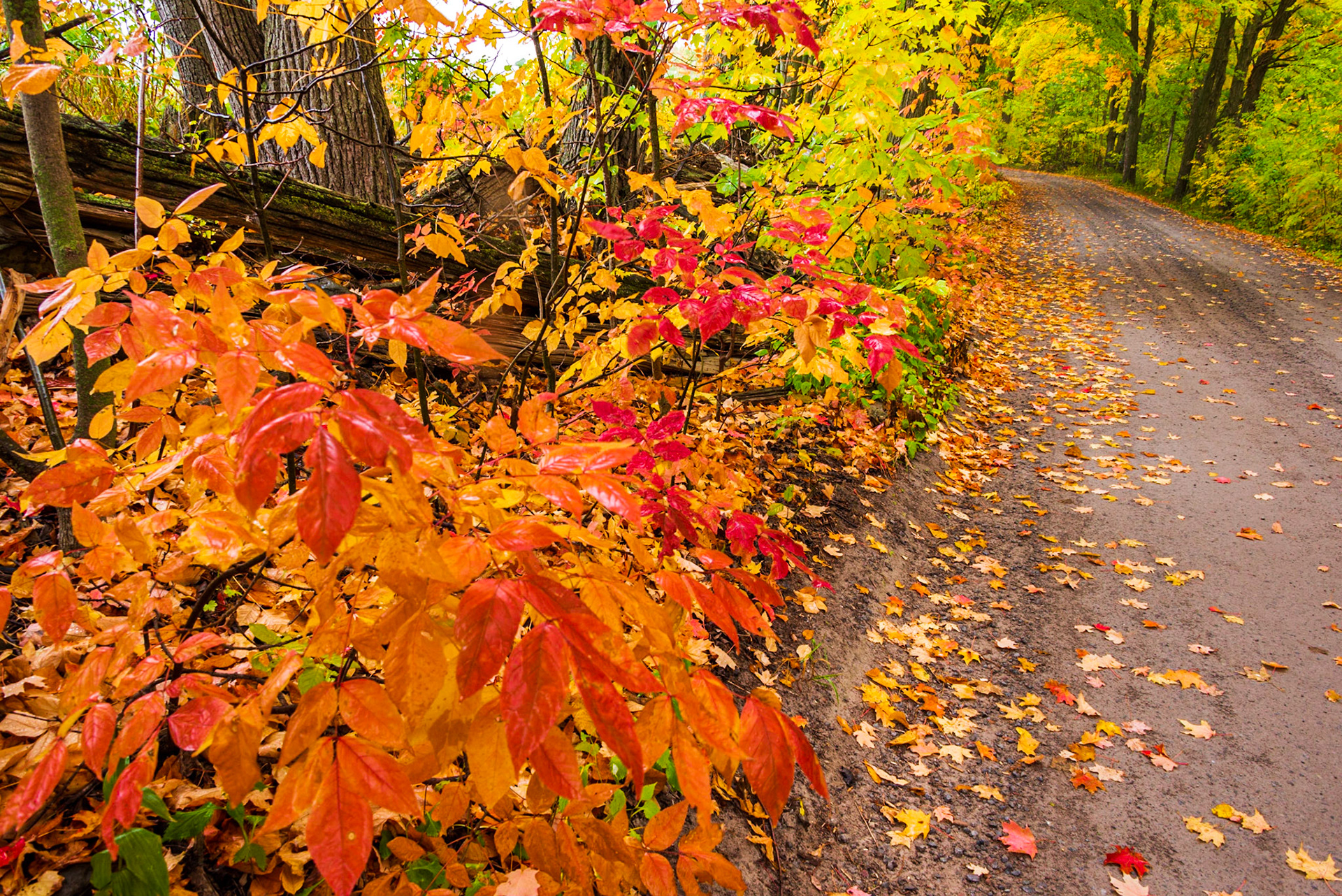 Country Autumn