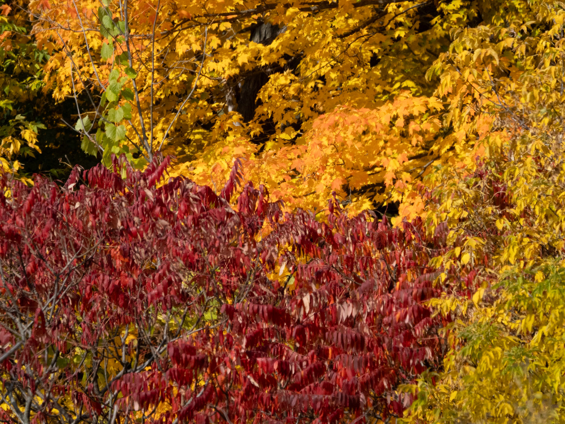 Autumn Abstract