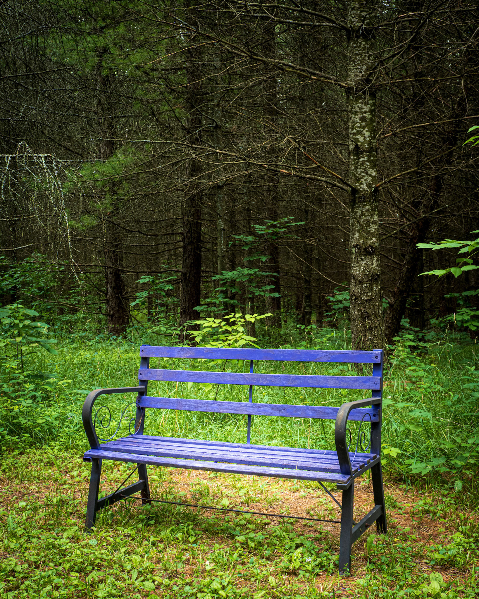 Lavender Bench