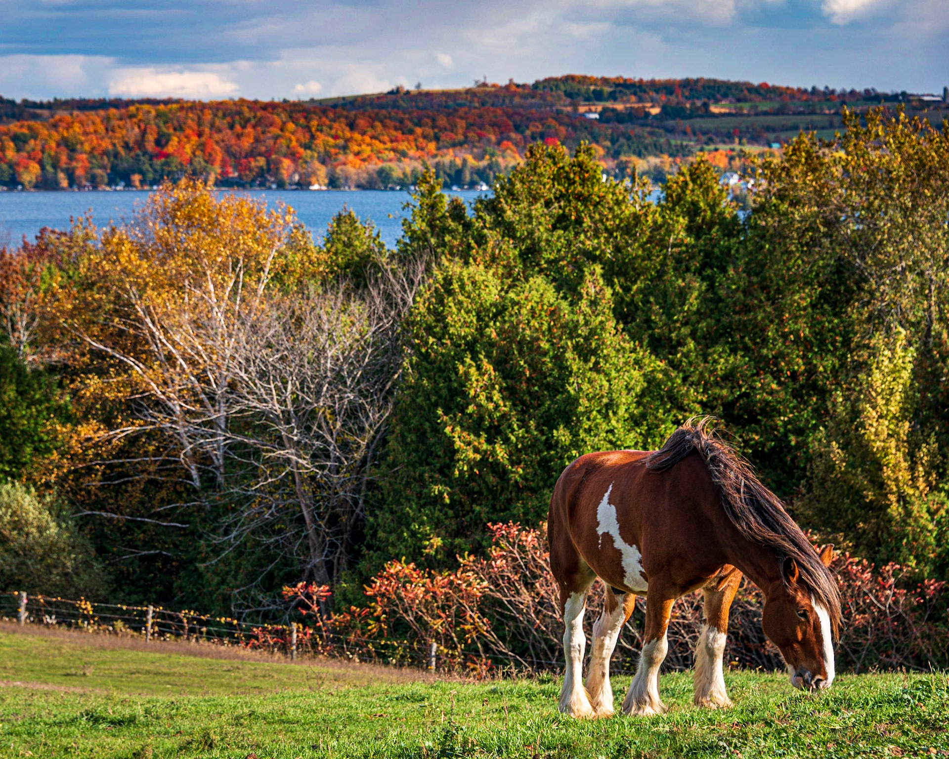 Falling for Horses