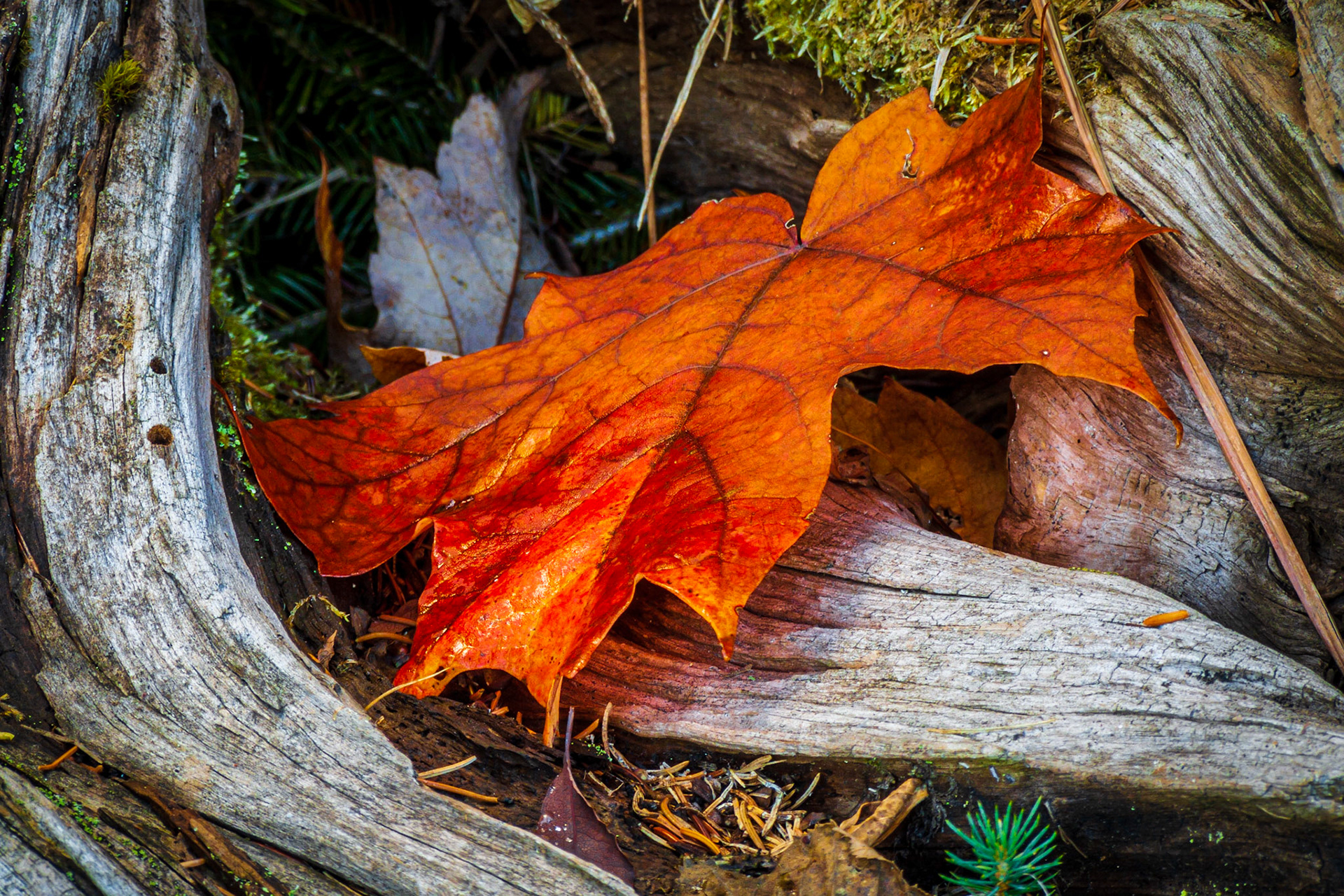 Sheltered