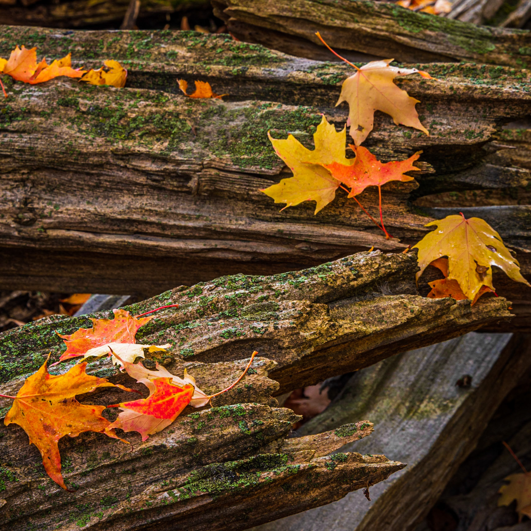 Autumn on the Rails