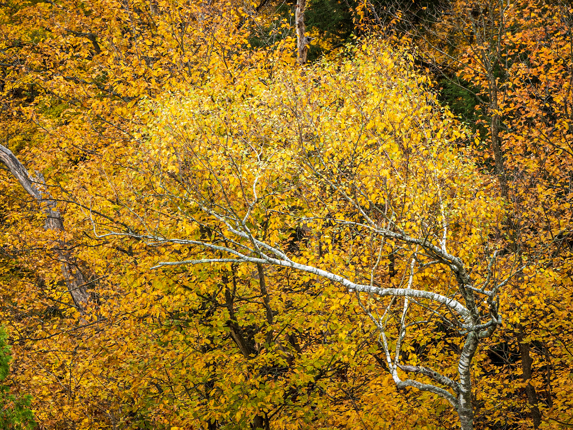 Golden Autumn
