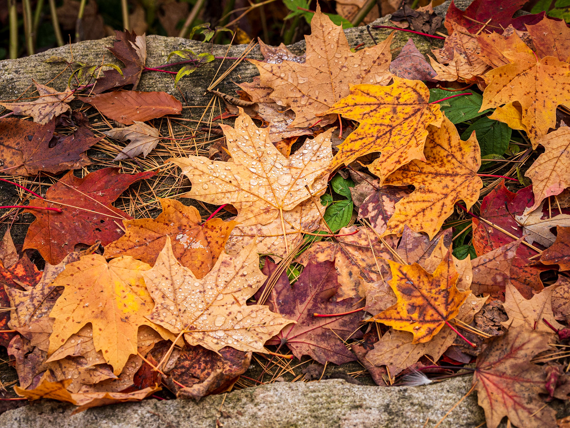 Leaf Drop