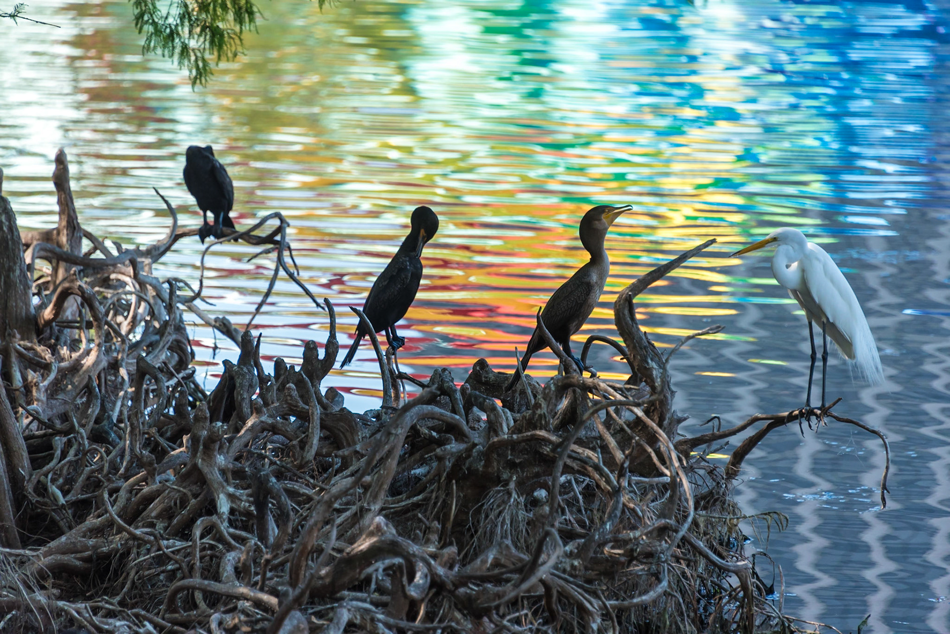 marine birds on tree roots, surrounded by rainbow reflections in rippled water.