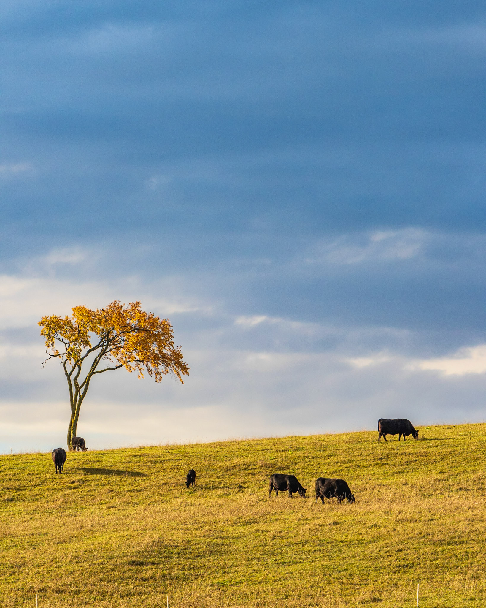 Till the Cows Come Home
