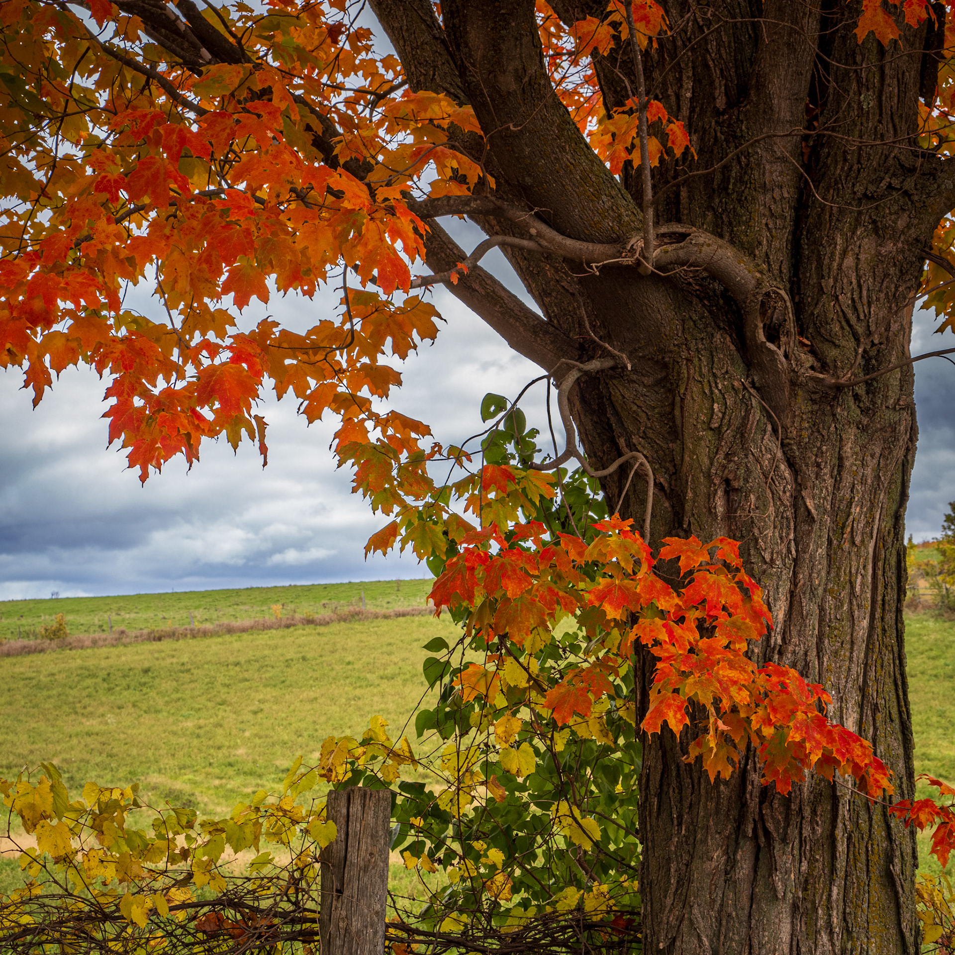 Autumn on Villiers Line