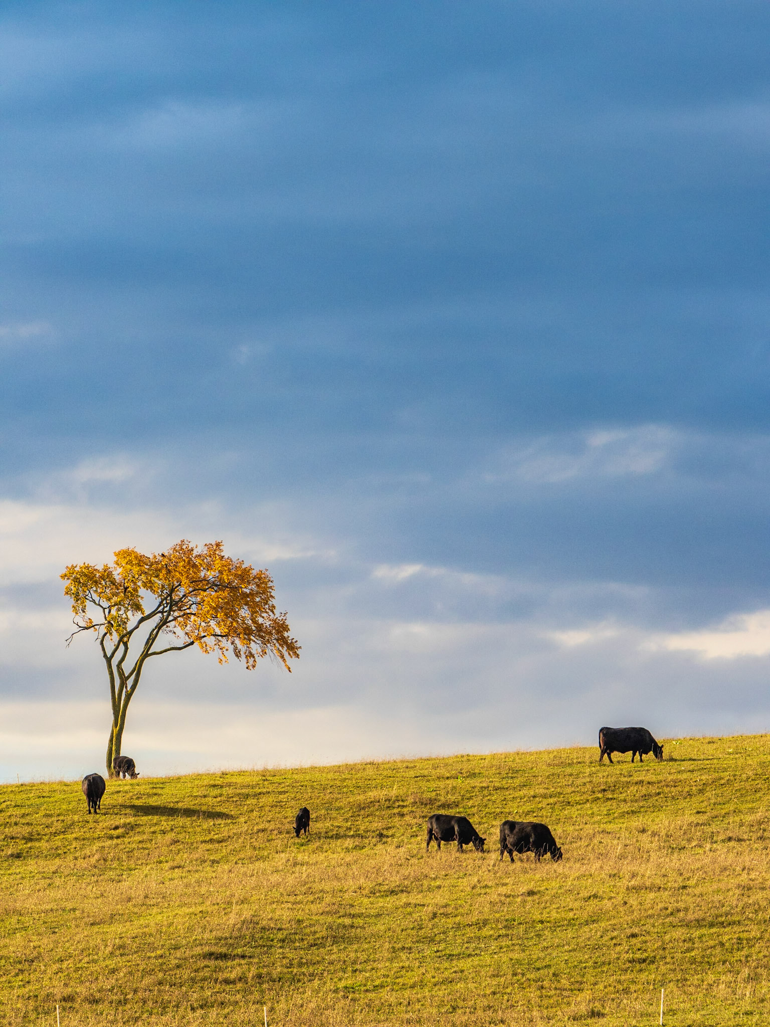 Home on the Range