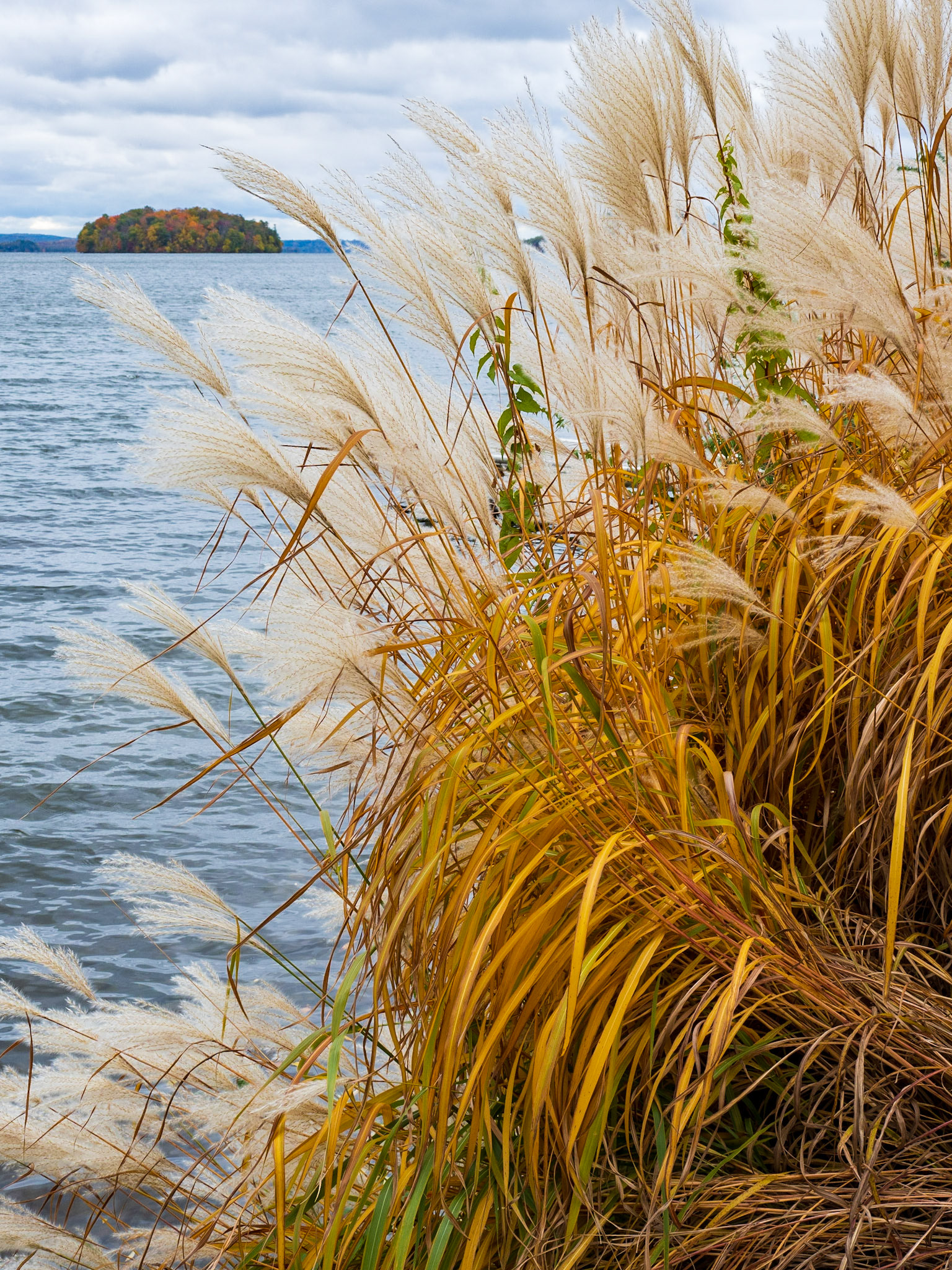Lower Foley Island