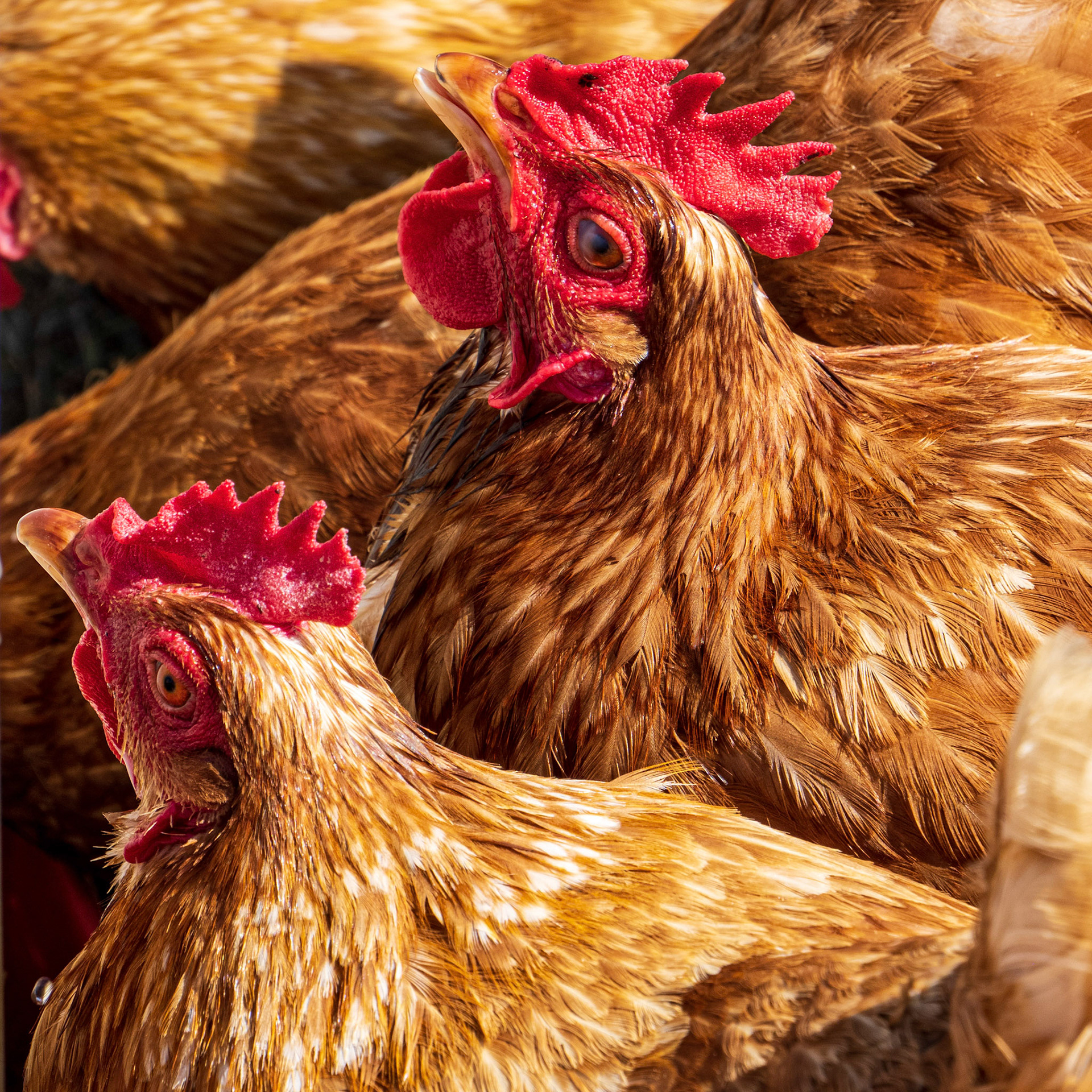 Chick...Chick...Chickens!