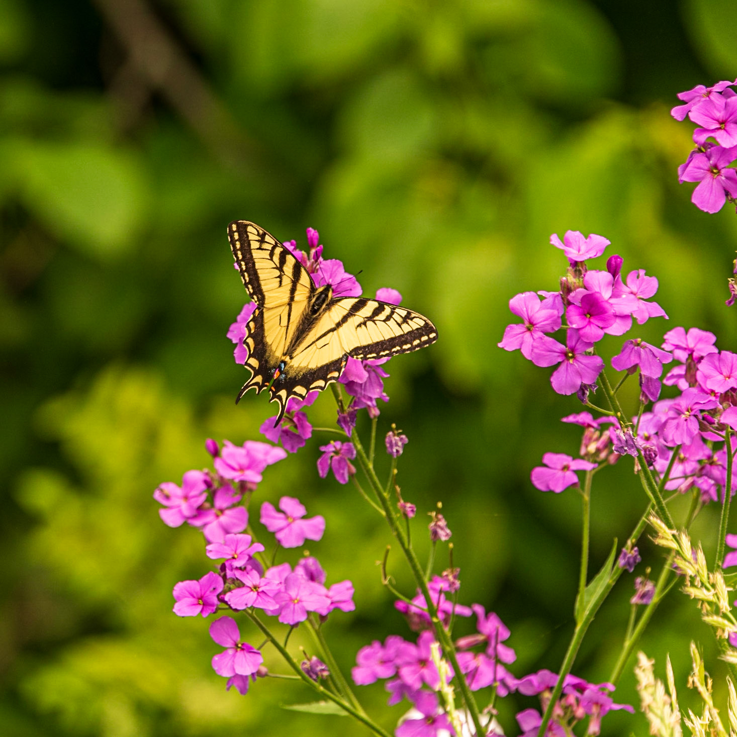Nature's Vibrance