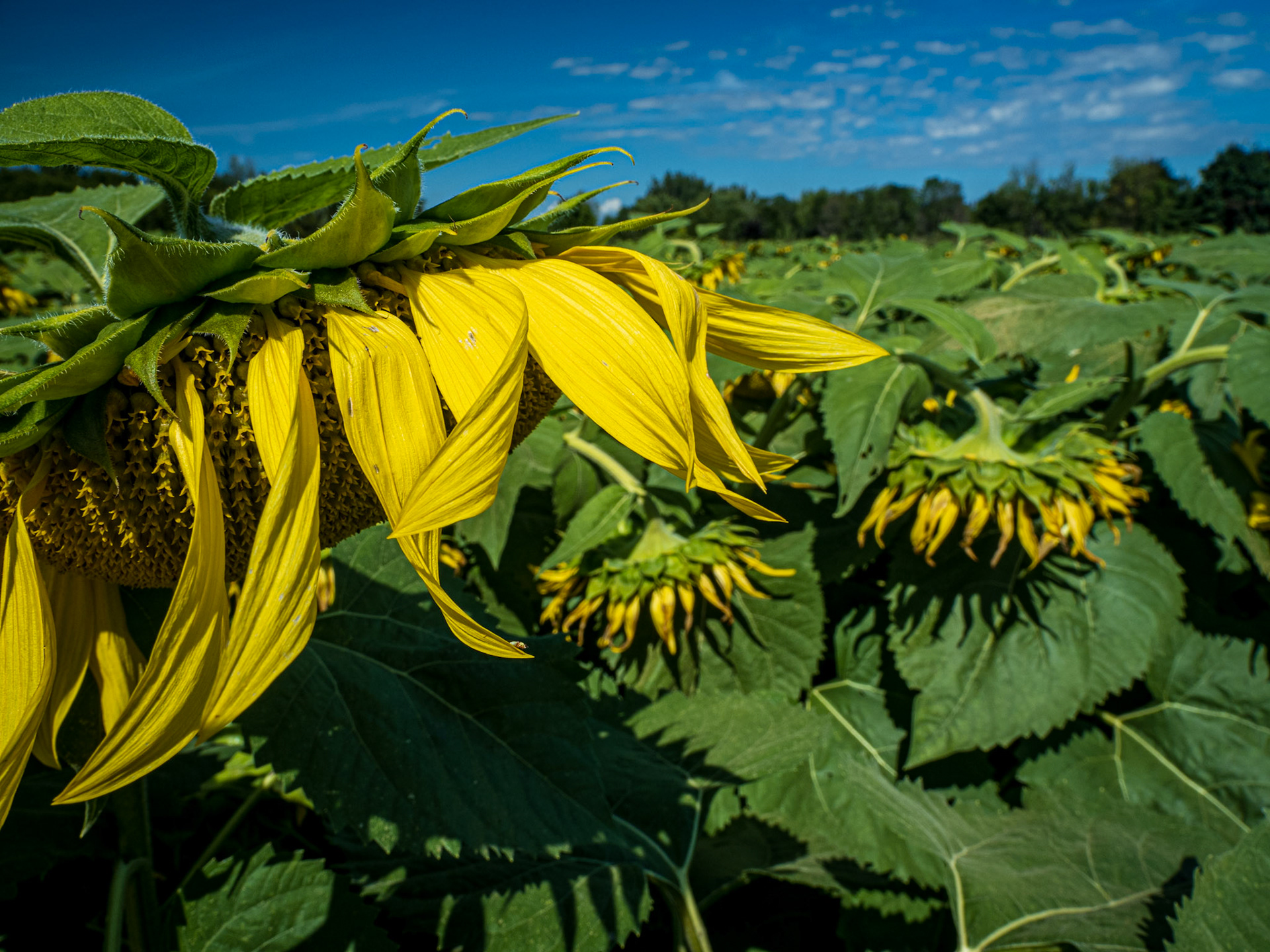 Weeping Sunflowers