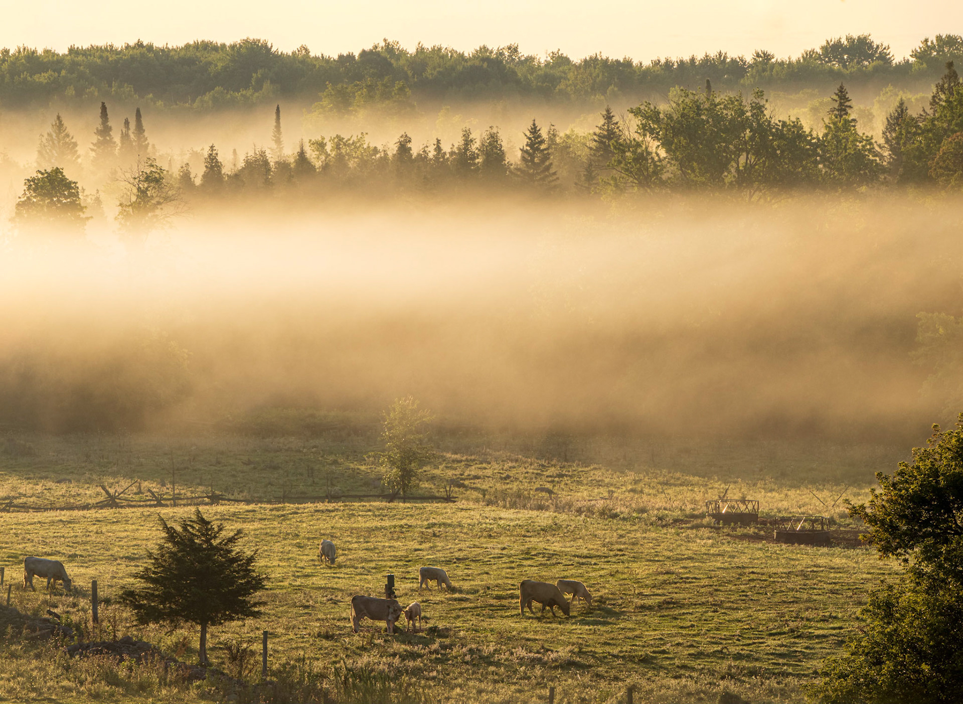Until the Cows Come Home