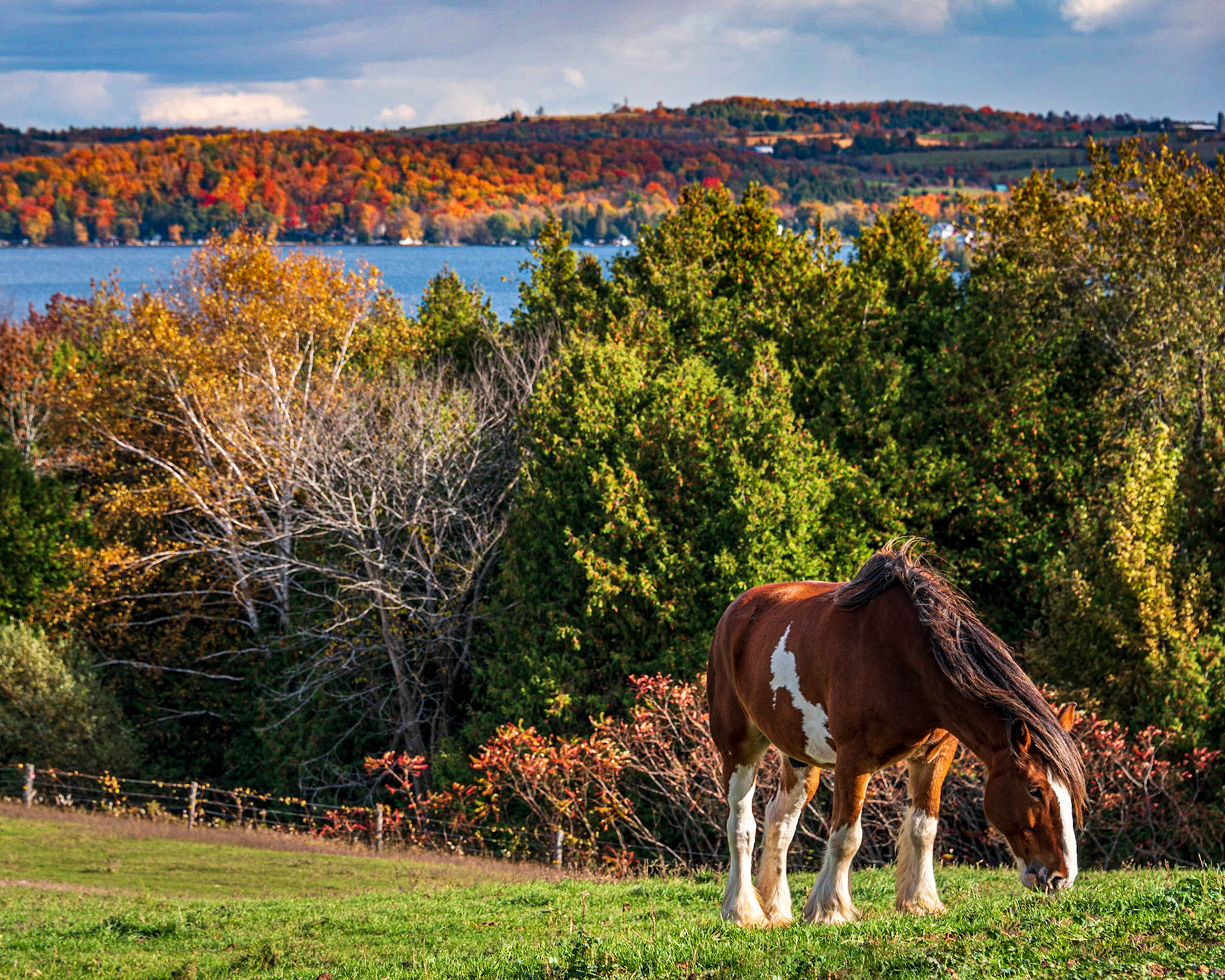 Falling for Horses