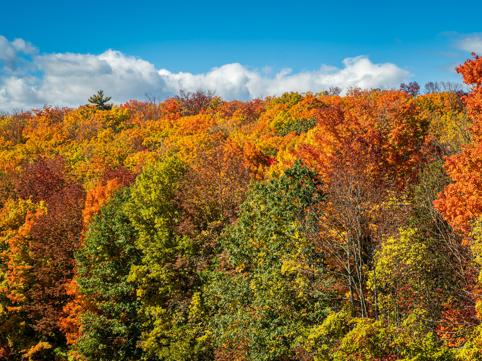 Autumn's Paintbrush