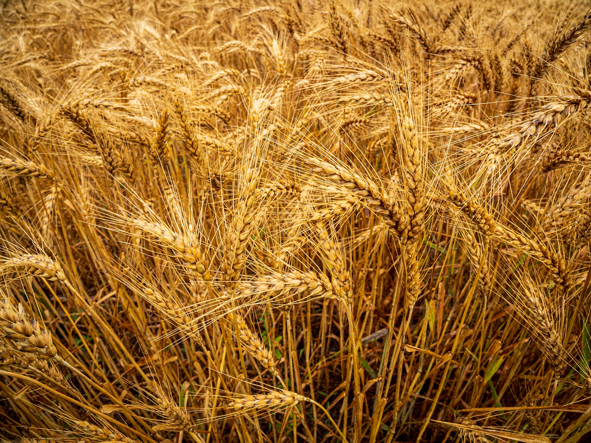Field of Gold