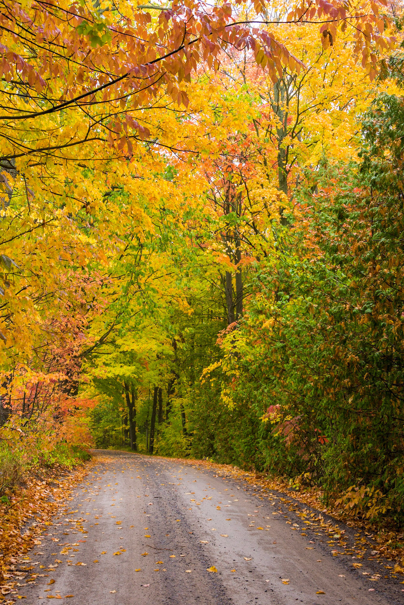 Autumn Road