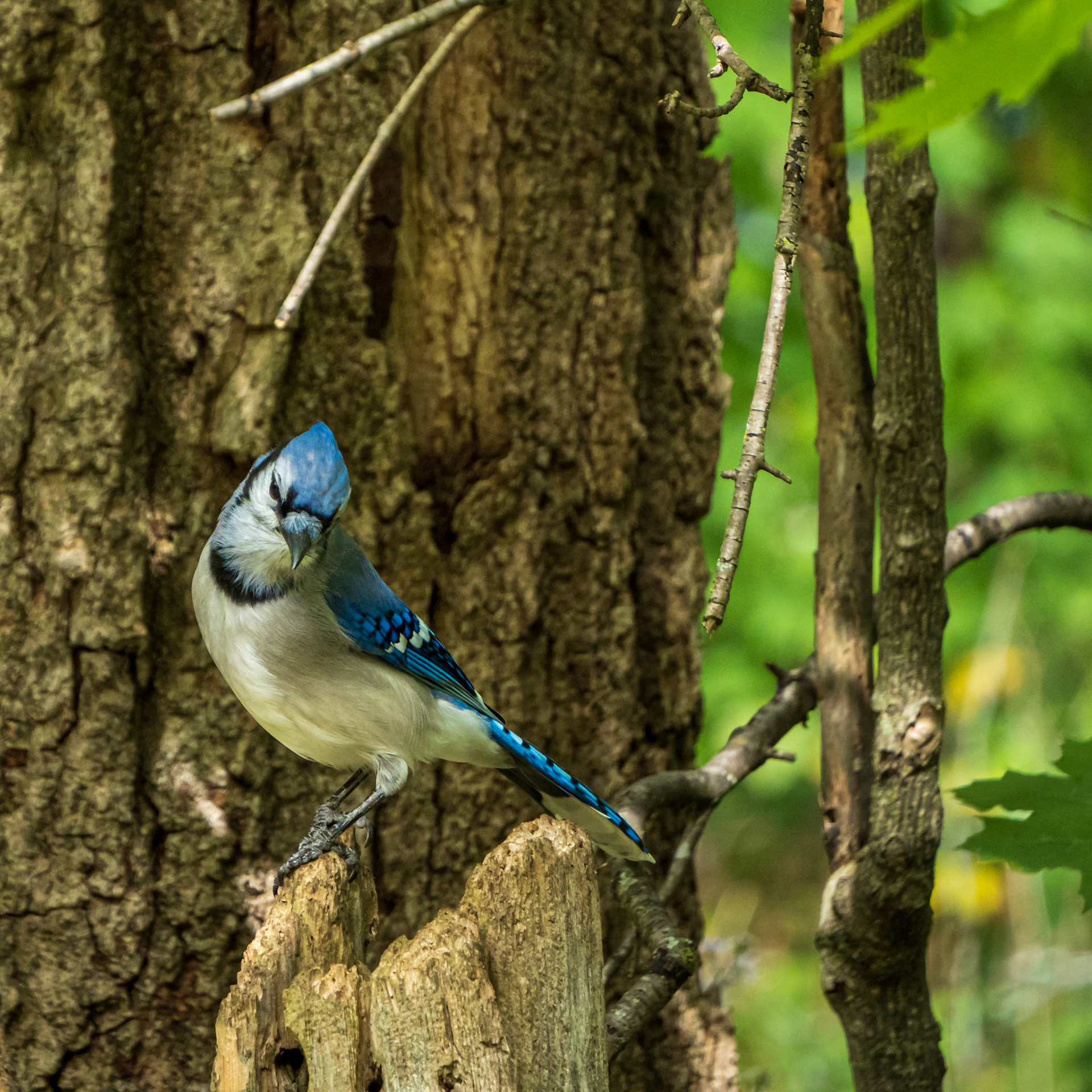 Blue Jay Way
