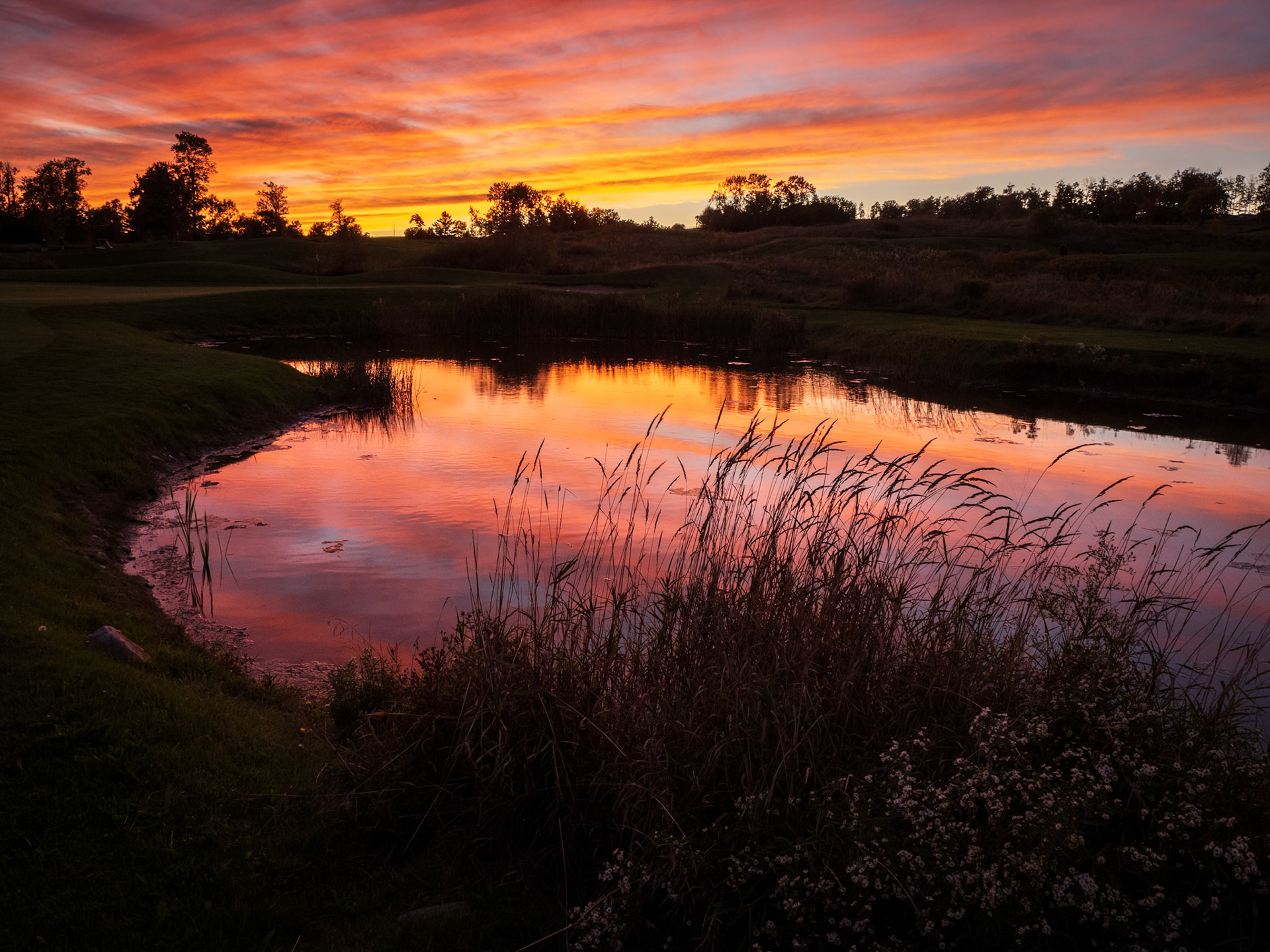 Mystical Marsh