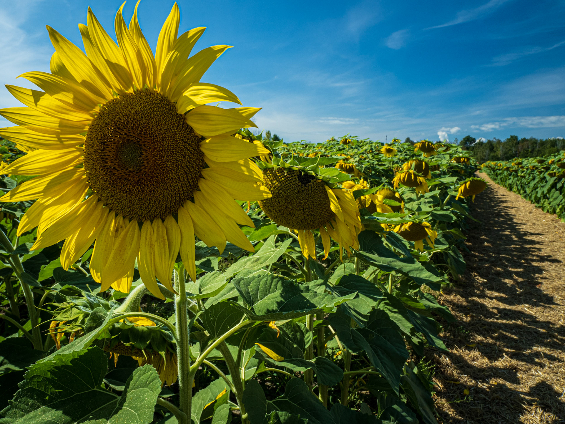 Here Comes the Sun(flower)