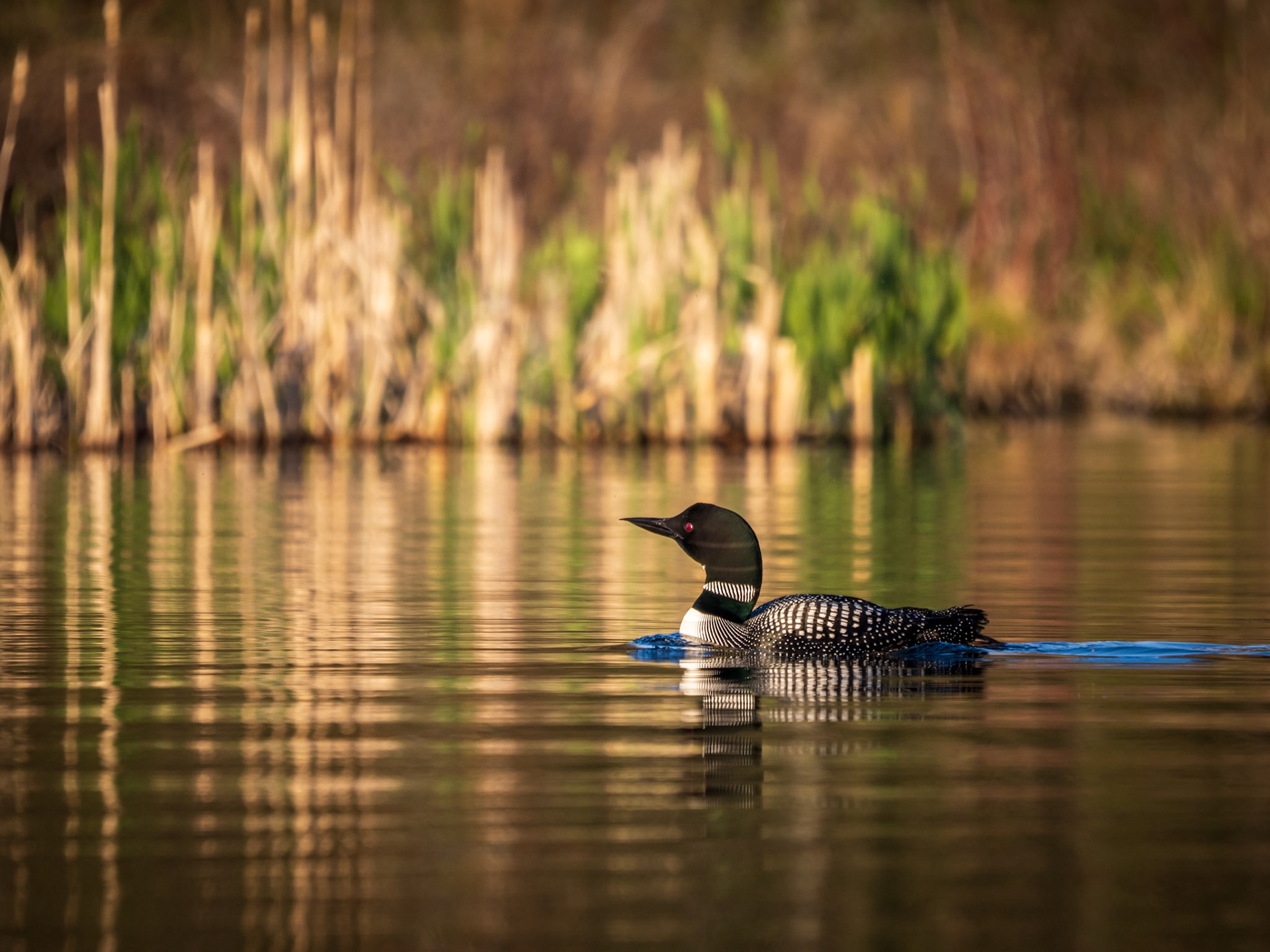 Call of the Loon
