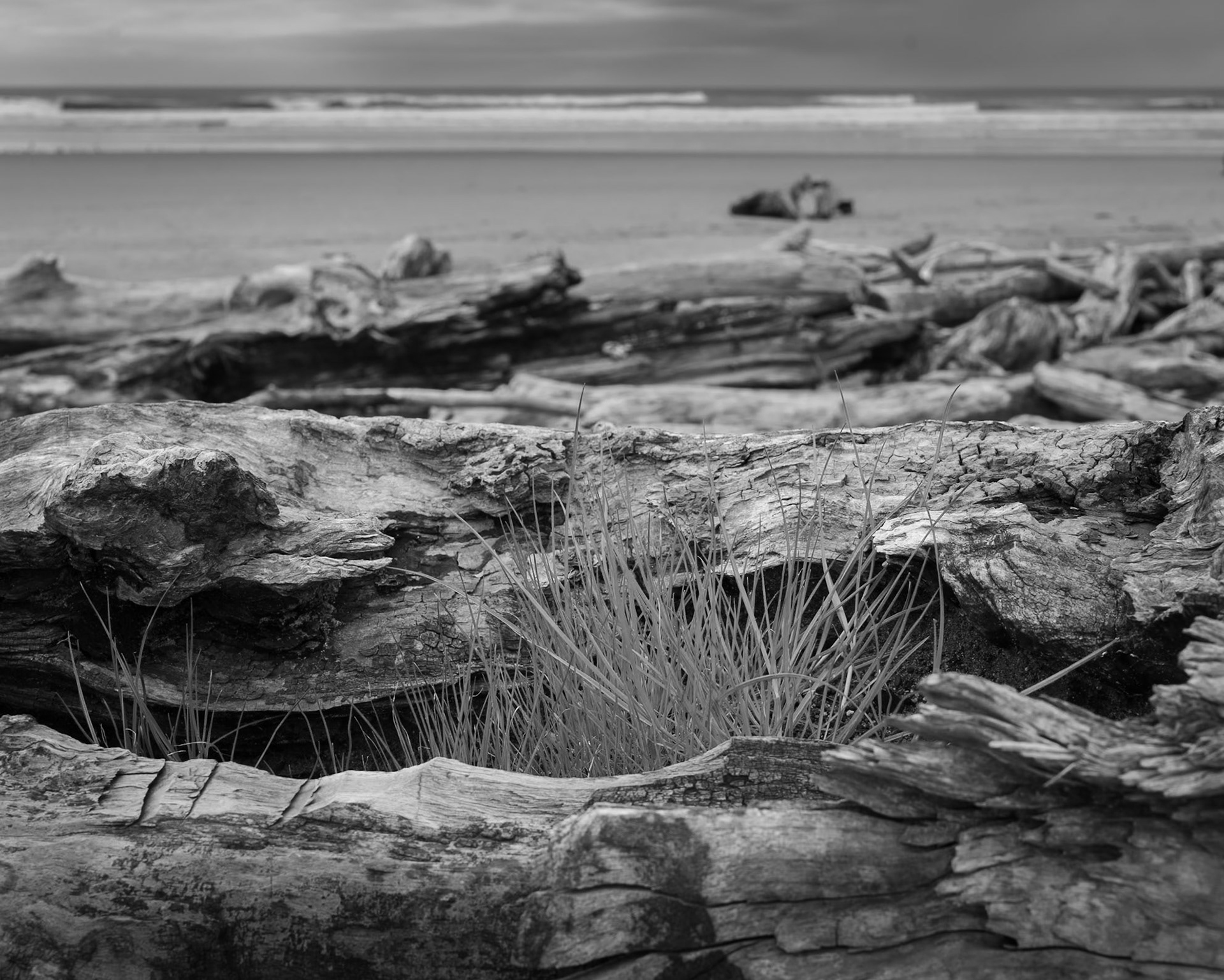 Nature survives by looking for opportunity.  Here, a clump of grass finnds a home in a pocketful of sand deposited in the hollow of a storm-tossed log.  Will it be able to survive and extablis a foot-hold?  Even though its survival depends on the circumstance, Nature always keeps trying!