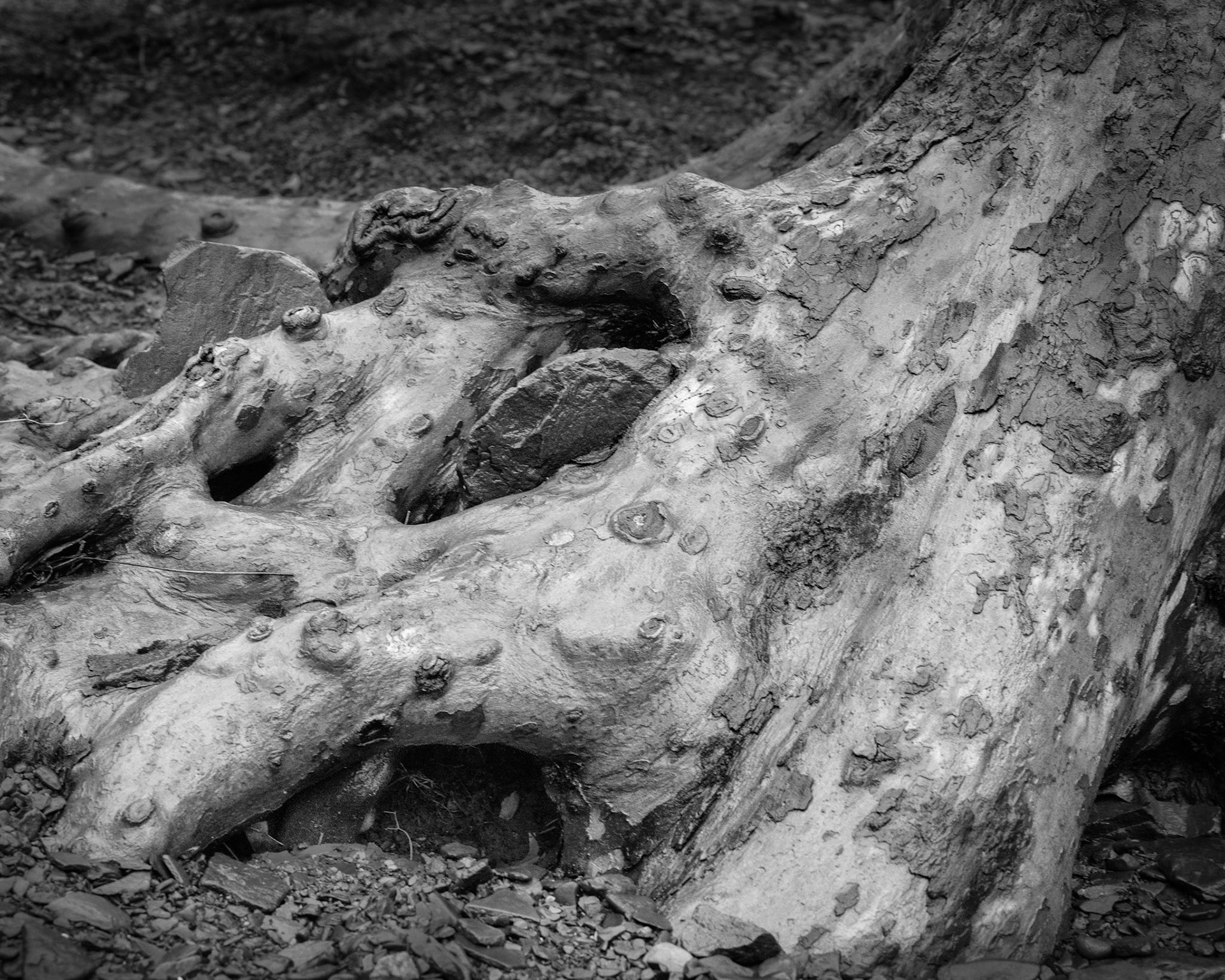 A pair of flat stones are wedged into the trunk of a sycamore. The tree grows around the stones within the course of several seasons, appearing to cradle them.