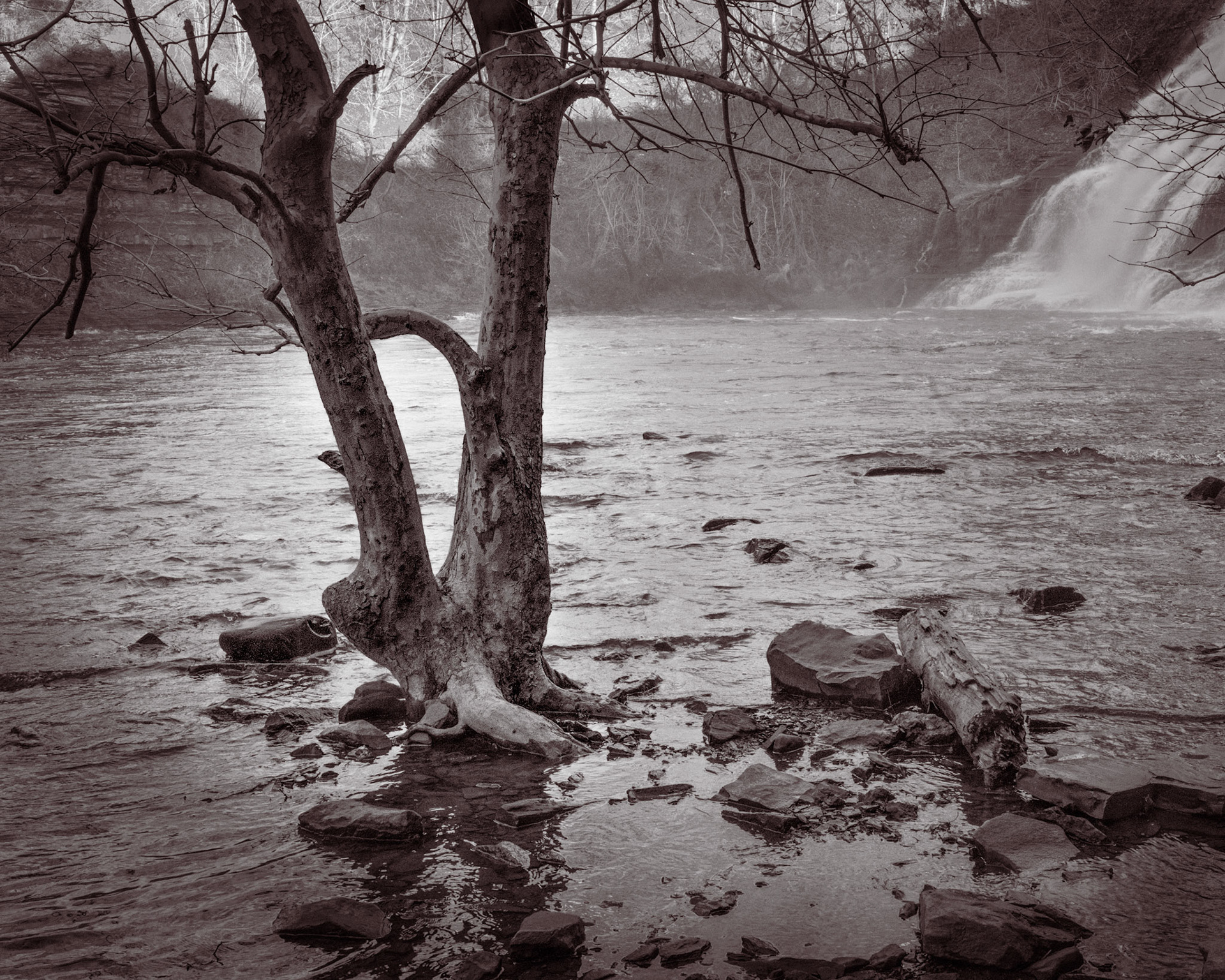 The creek often rises after a rain and spreads beyond its normal boundaries. This twin-trunked tree is completely surrounded by water.