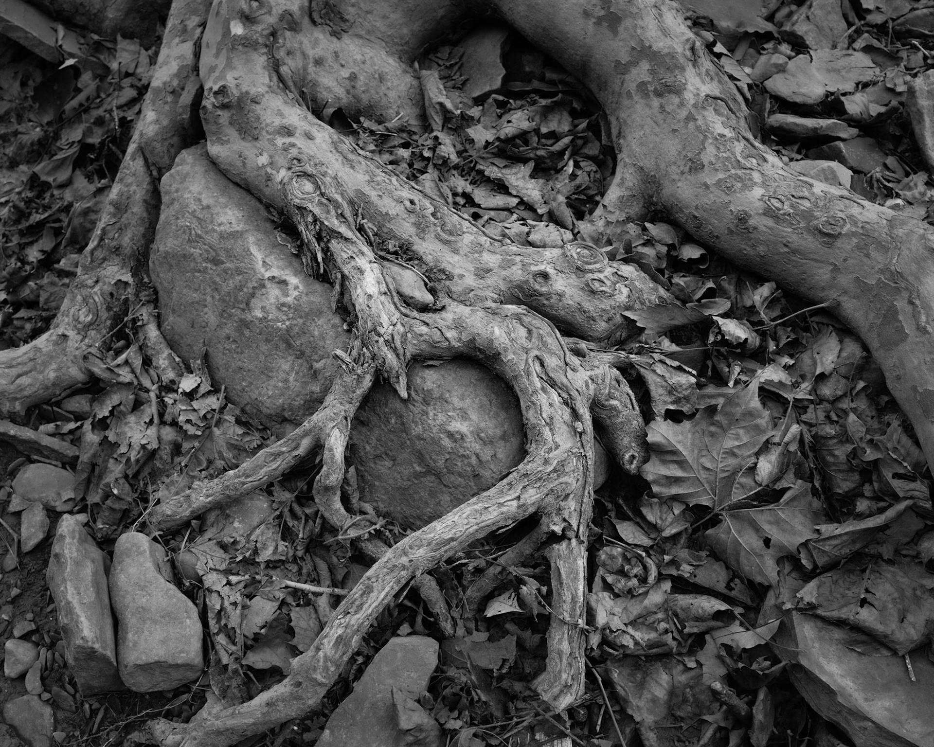 The sycamores have evolved powers of resilience equal to the assaults of nature. Their roots are able to grow over larger rocks and slabs of shale seemingly as easily as slime-mold grows along rotting logs. This helps anchor the trees.