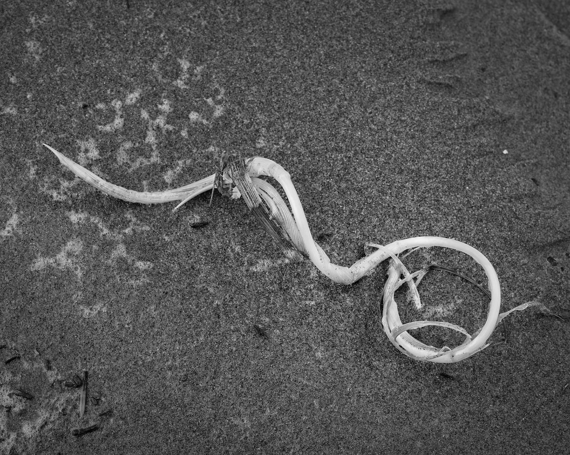 A grass shoot has formed an almost perfert circle at one end. The circle is seen by some as a symbol of perfection.  What was the twist of fate that allowed this piece of plant to be washed up with the tide at my feet to deliver this message to me -  personnally?