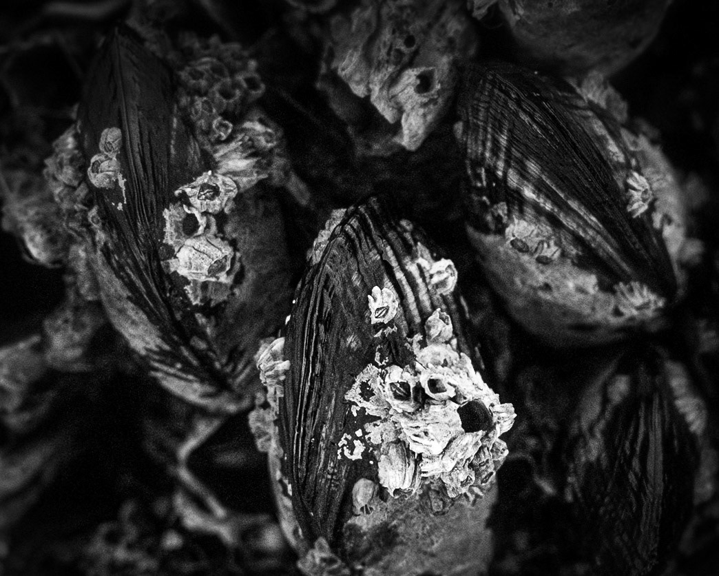 While the muscles have glued themselves onto rocks pounded daily by the surf, small barnacles have glued themselves onto the mussels.  When real estate is scarce, it is all about the importance of having a place to call home.