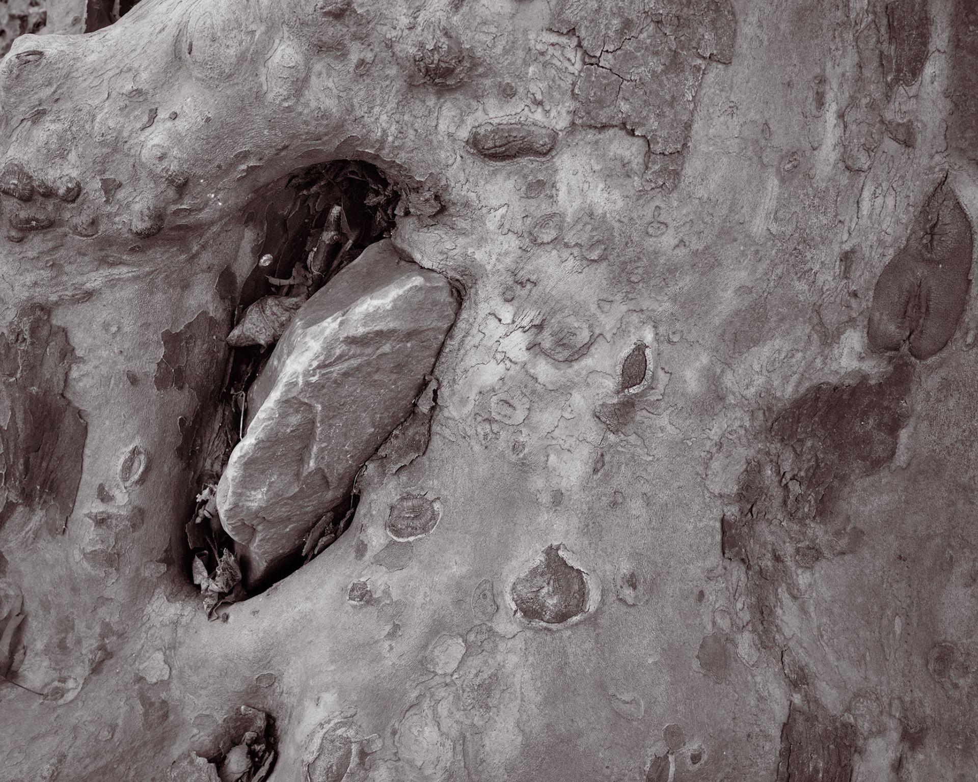 Sycamores have evolved the ability to heal wounds rapidly and in doing so often embed larger stones within living tree-flesh. On closer inspection, the tree can be seen growing into an intimate embrace with the stone.