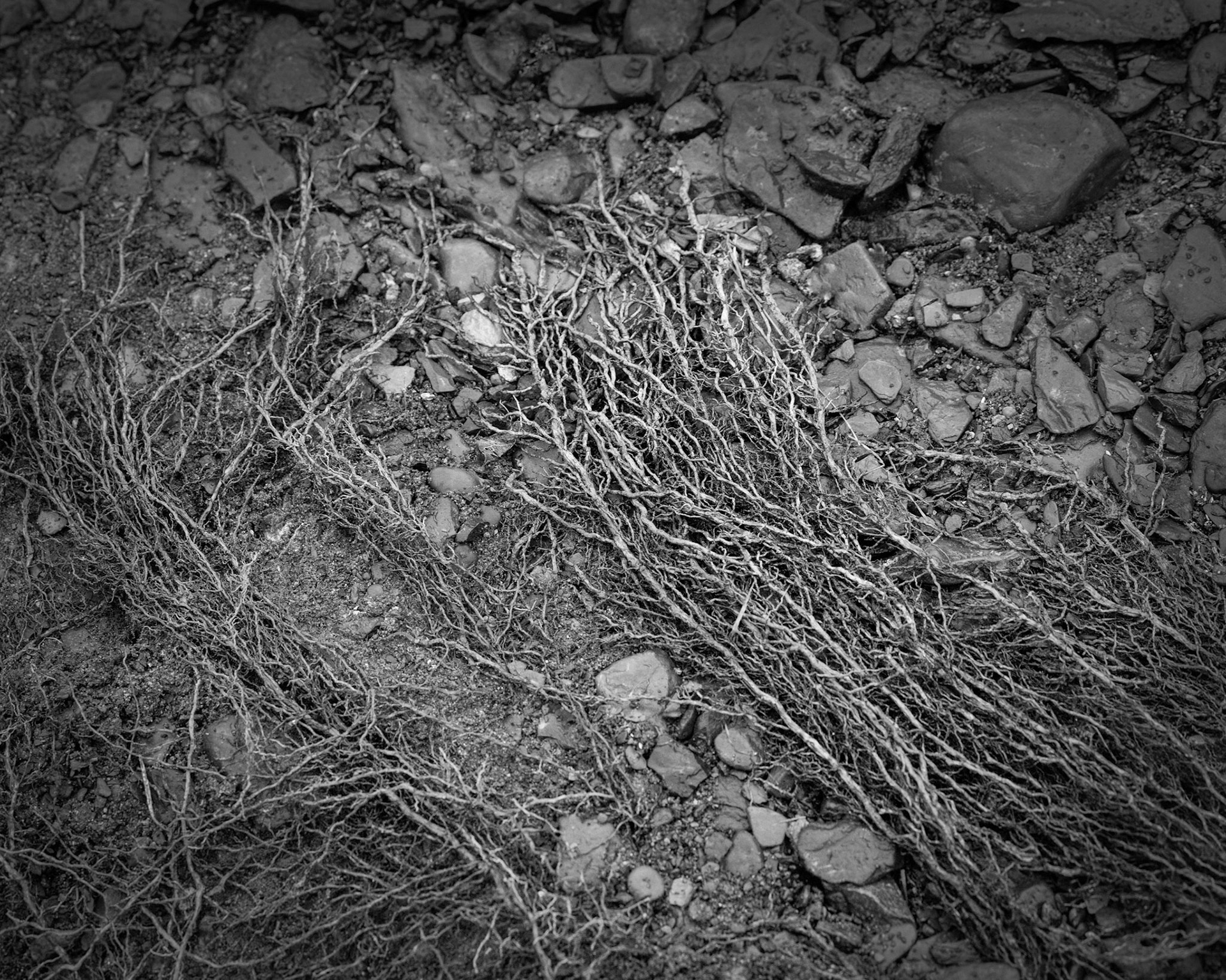 Sycamores produce a mesh of feeder roots that continuously grow towards the edge of the creek.  After the creek has subsided, newly exposed roots, stripped of protecting soil and looking like the coarse fur of some supernatural beast, begin to dry out in the air.