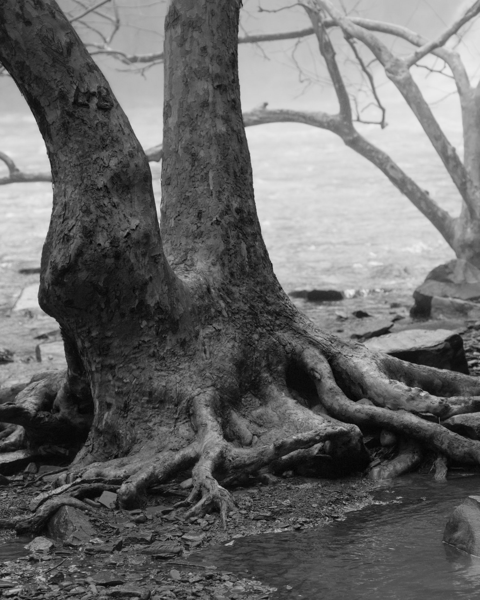 Tree roots that resemble dragon claws help stabilize a sycamore growing near the base of the waterfall.